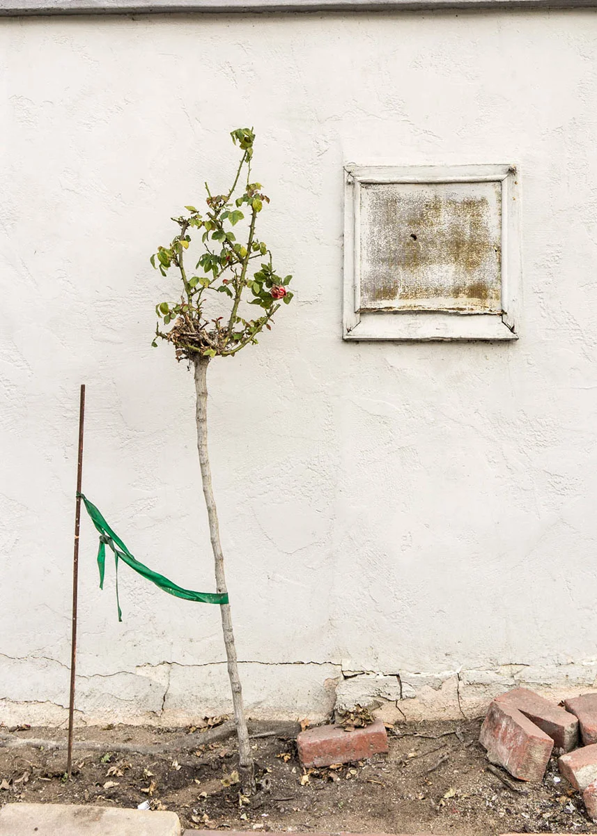 © Sue Palmer Stone