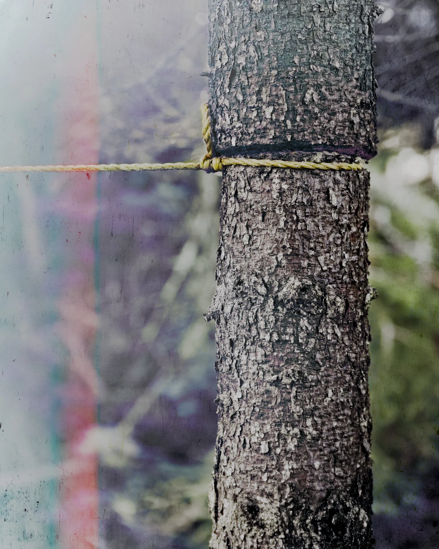 The Wendigo © Paul Thulin