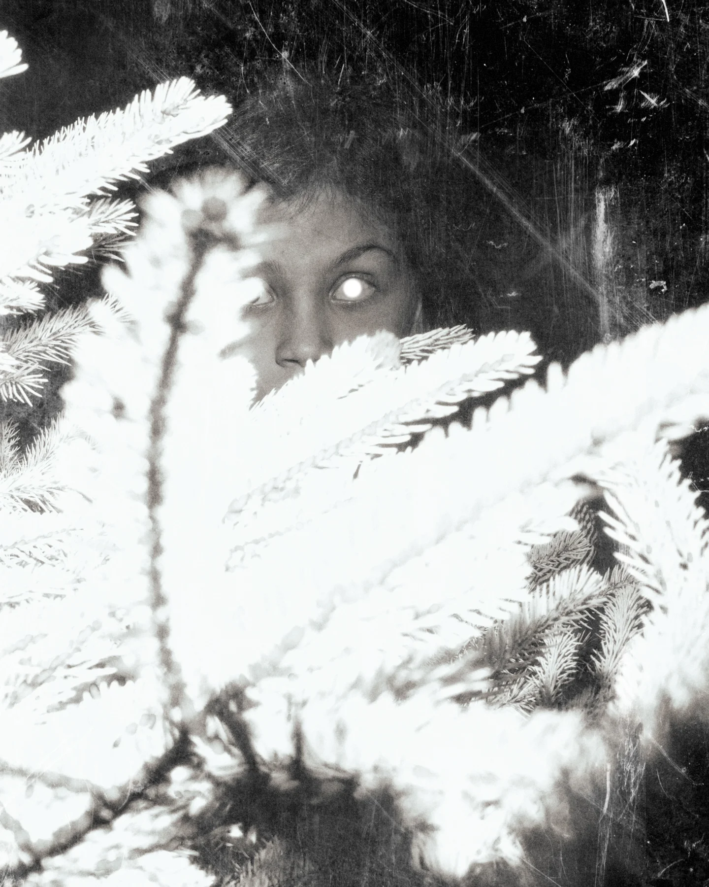 Silver Eyed © Paul Thulin