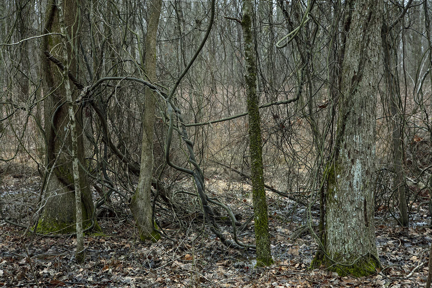 Tangled Trees (Winter), Monto Sane State Park, Alabama, 2019. © Barbara Diener