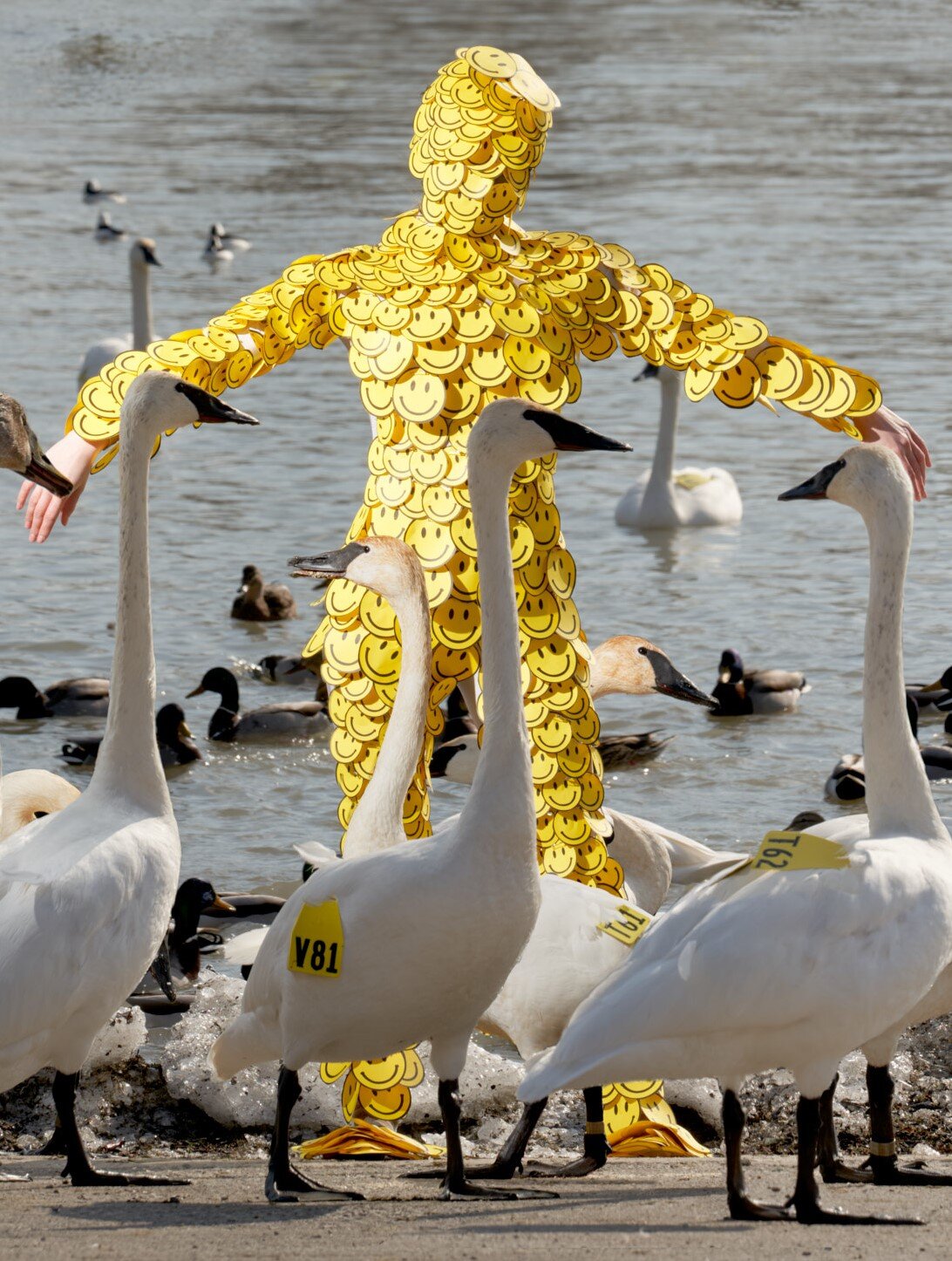 Trumpet Swans © Sage Szkabarnicki-Stuart