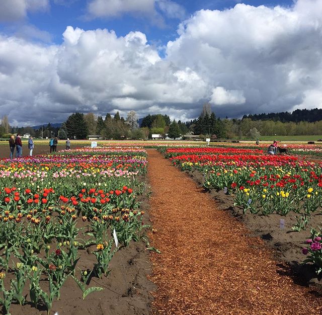 Friday out in the field tulip picking #pacificnorthwest #floweraddict