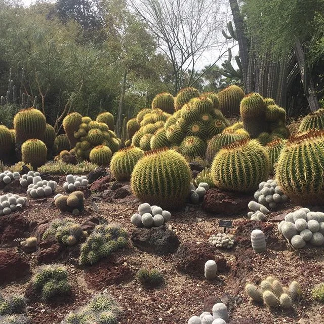 For a brief moment I forgot I was on earth #cactus #transported #southerncalifornia