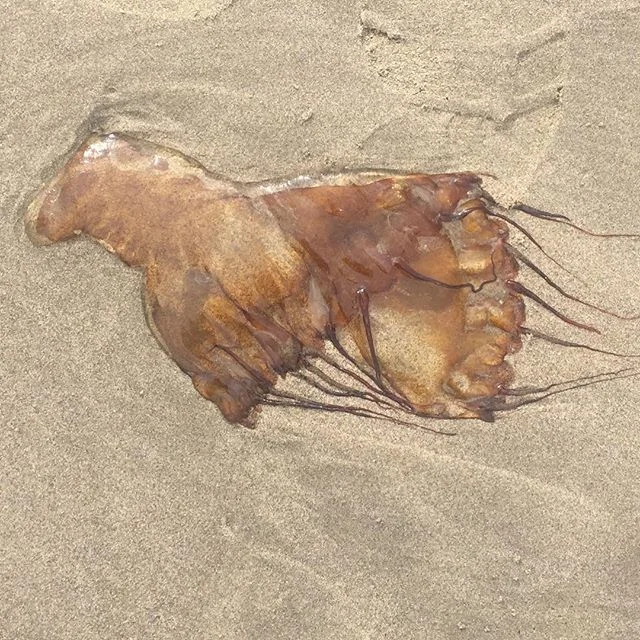 Tell me this Horse like jelly fish doesn&rsquo;t look like one of the animals painted inside the caves of Lascaux? #naturemimicsarthistory