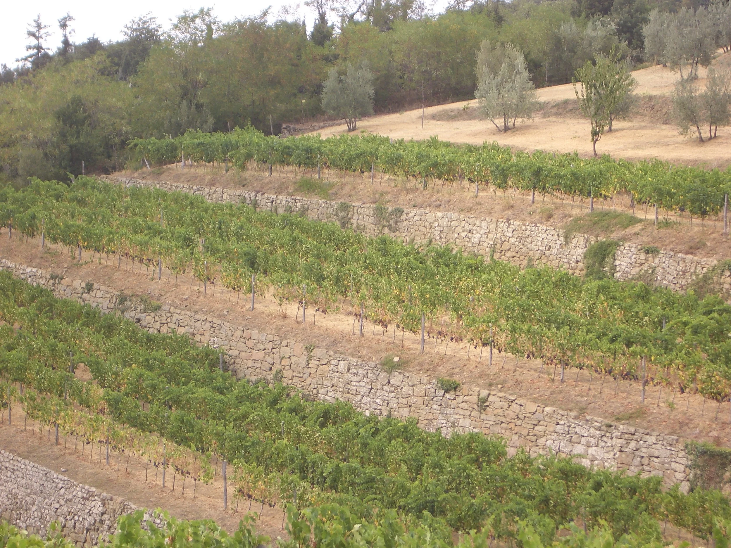 terraced vineyards on the drive up to lamole