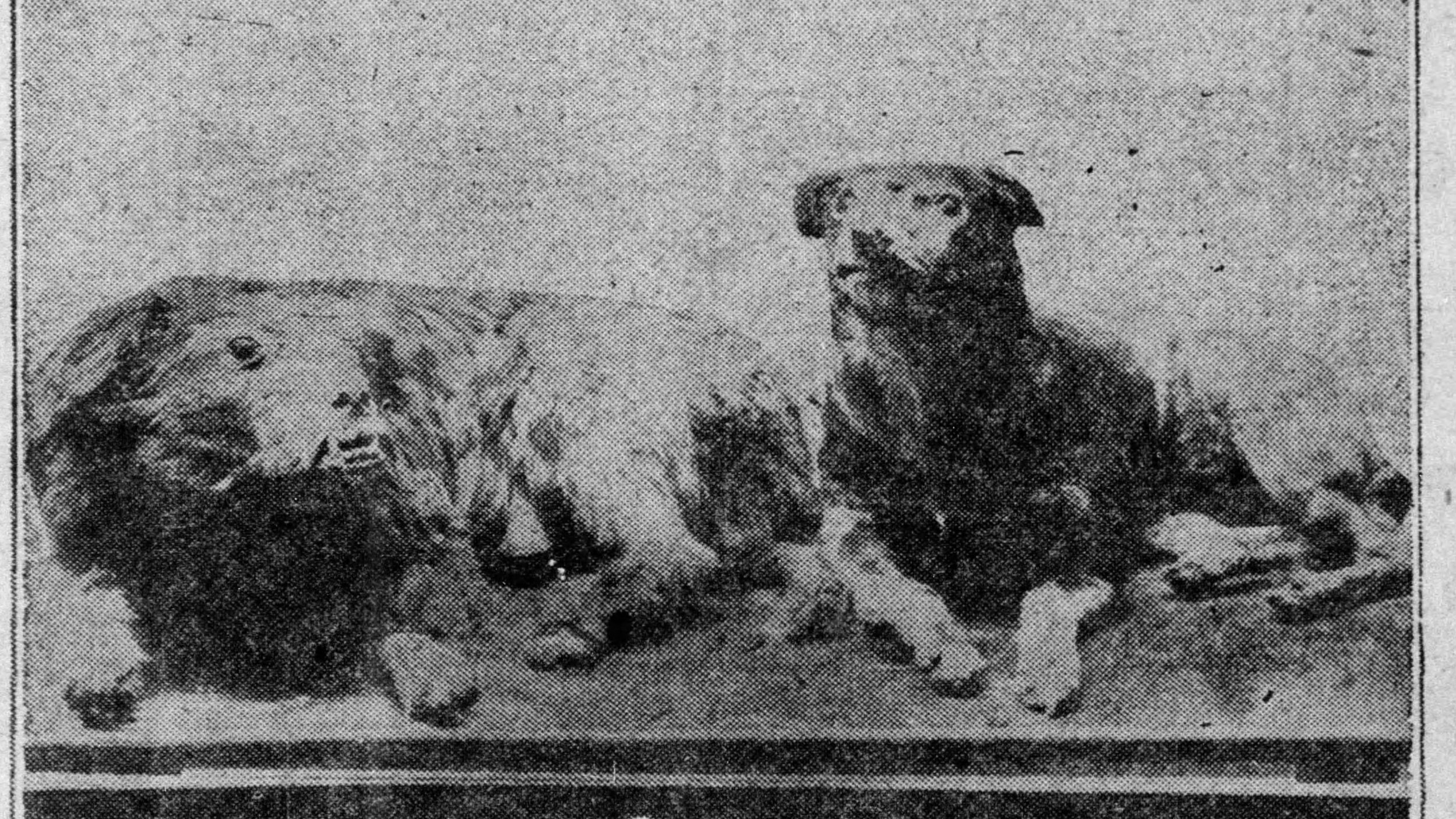 Bummer and Lazarus Turned to Dust a Little Later Than Believed