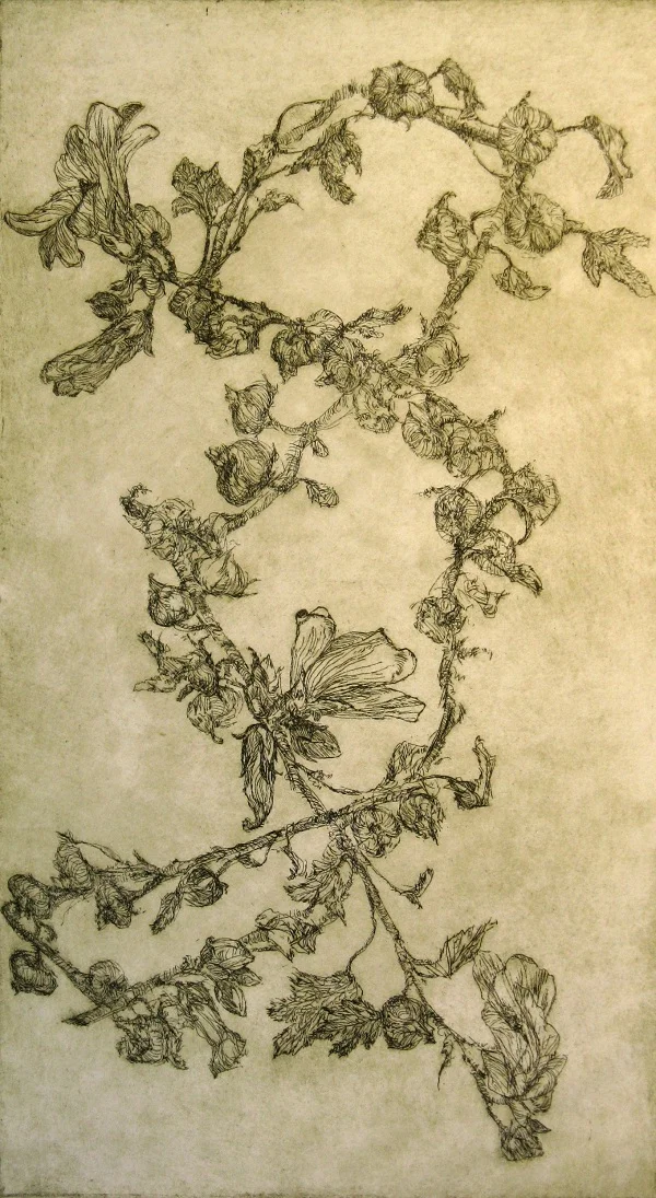 Hollyhock Twist • etching • 19 x 10.5