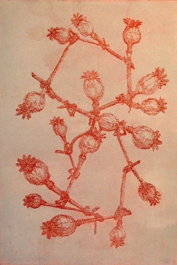 Poppy Twist • etching • 12 x 8