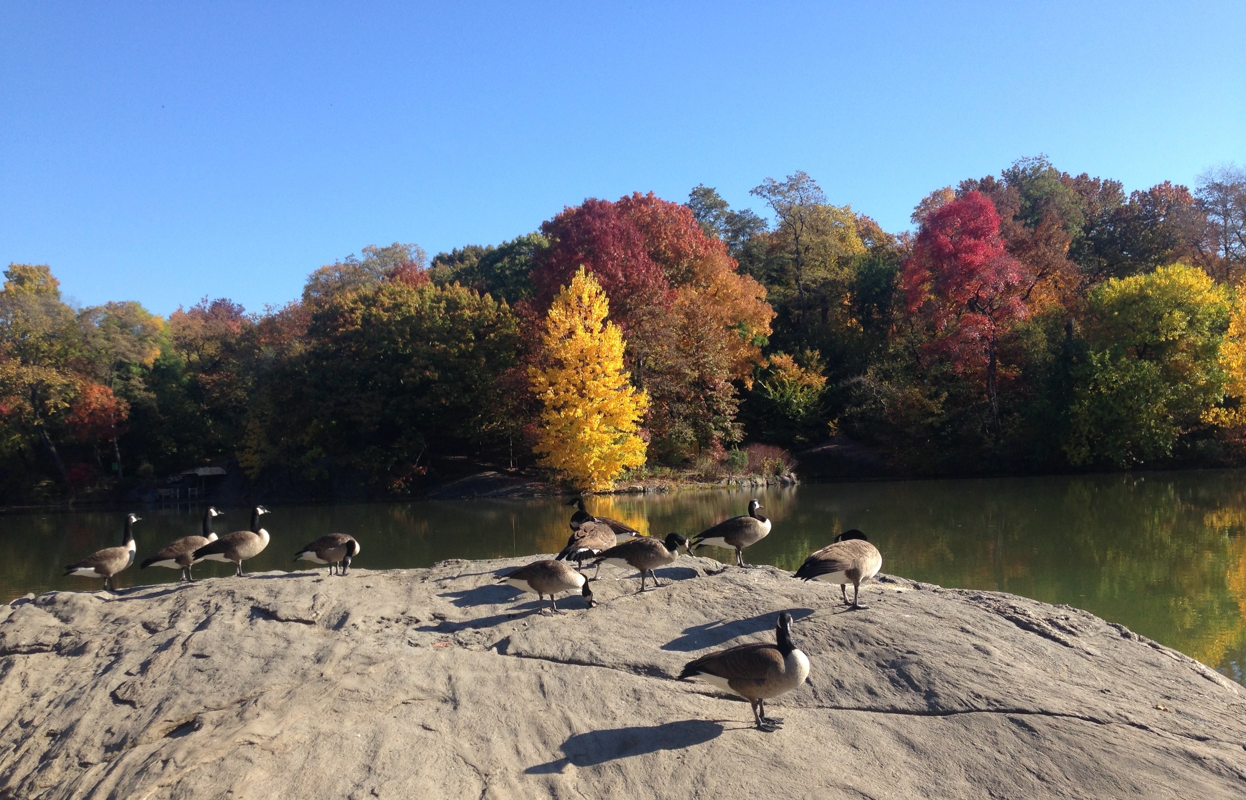 The Lake at Central Park, NYC