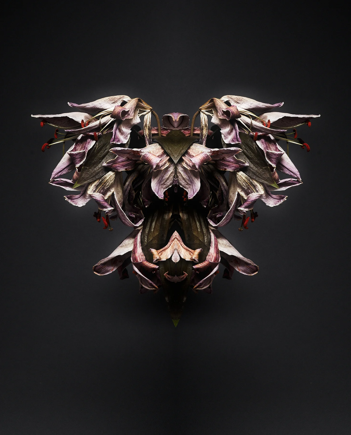 Halcyon05.jpg