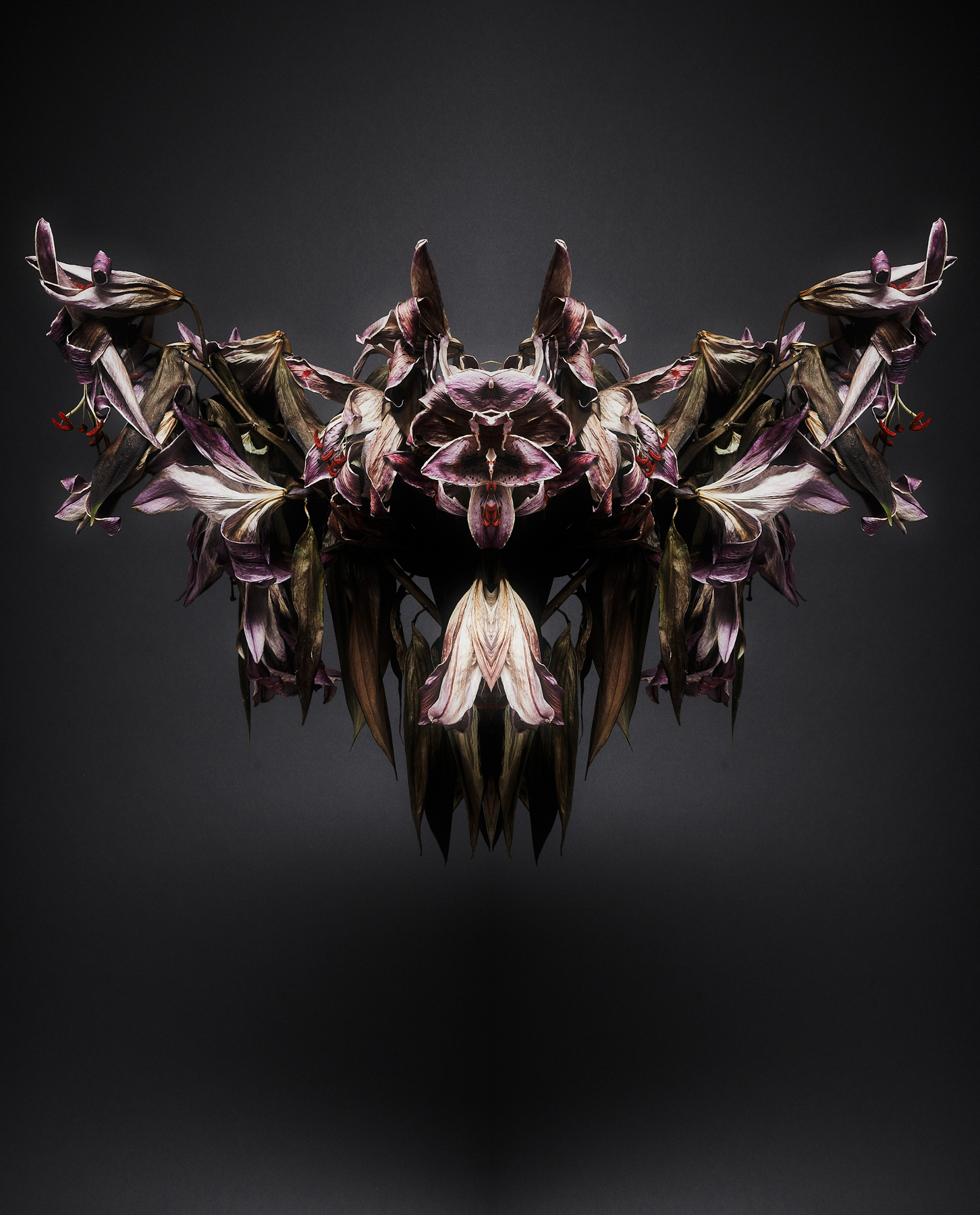 Halcyon11.jpg