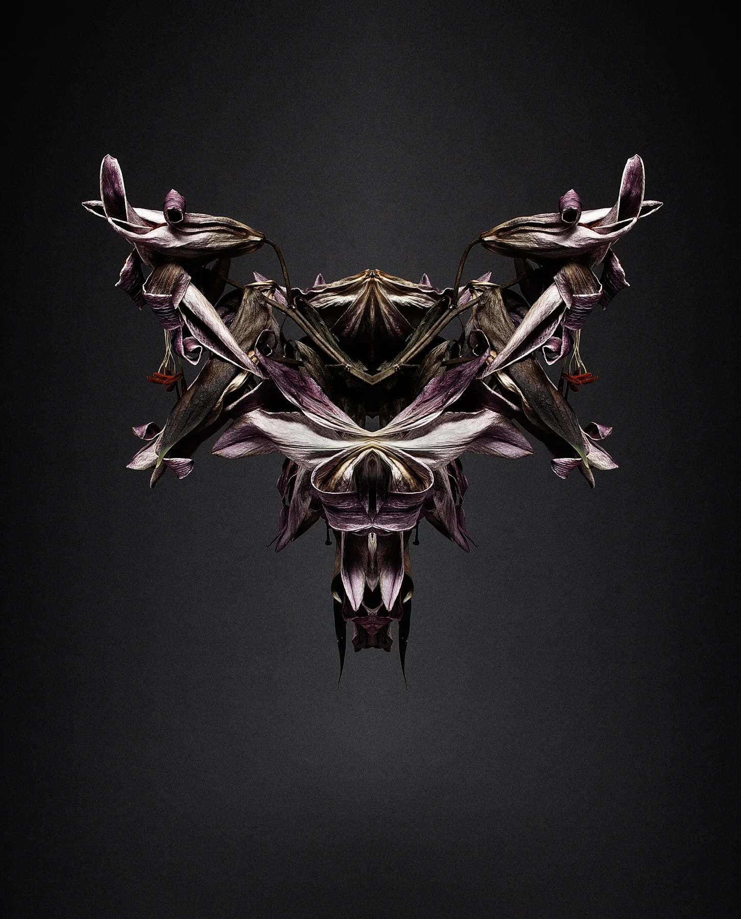 Halcyon10.jpg