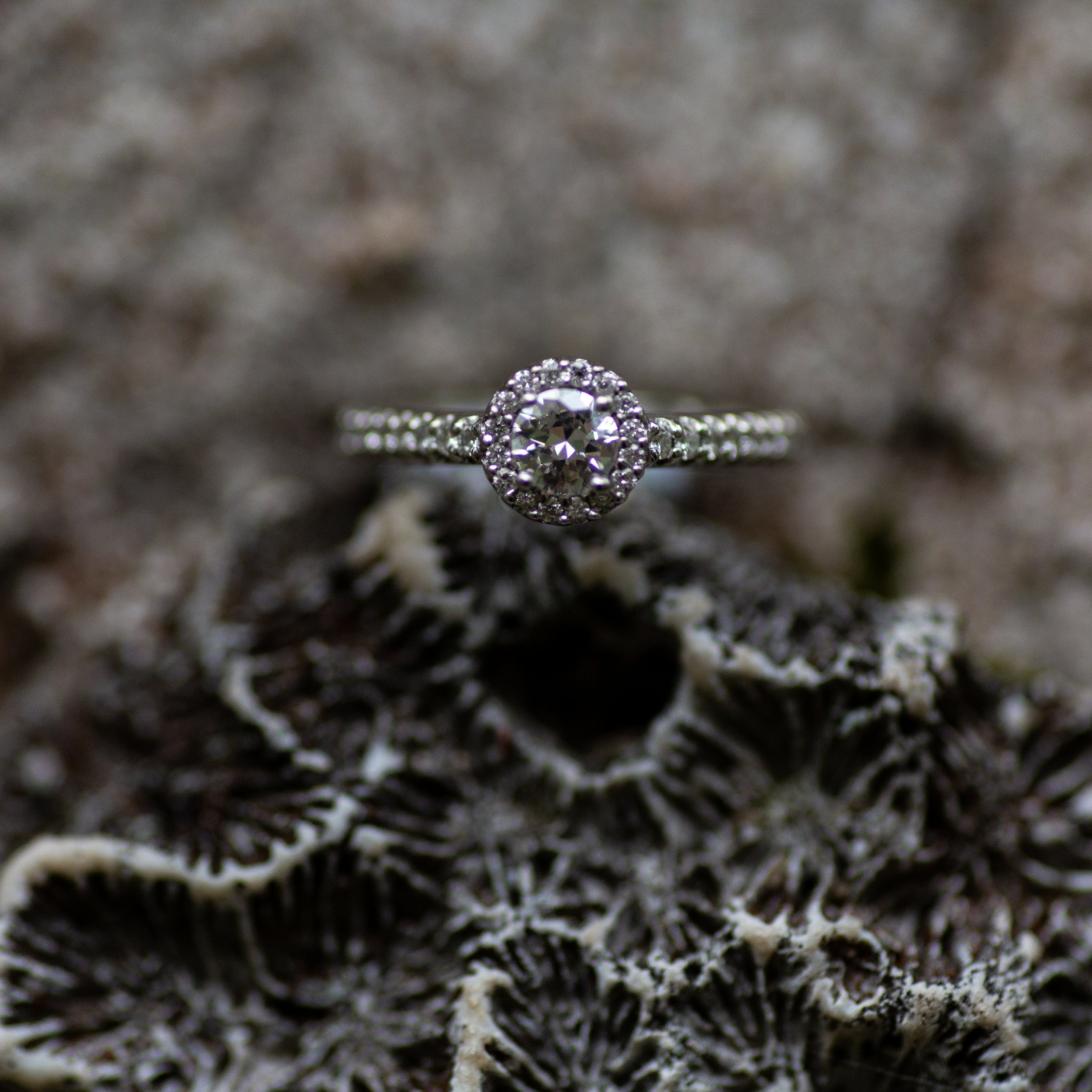 I do have a macro. So if you need me to play with the rings and jewelry, I’m game. Taken for Justin Hankins Photography.