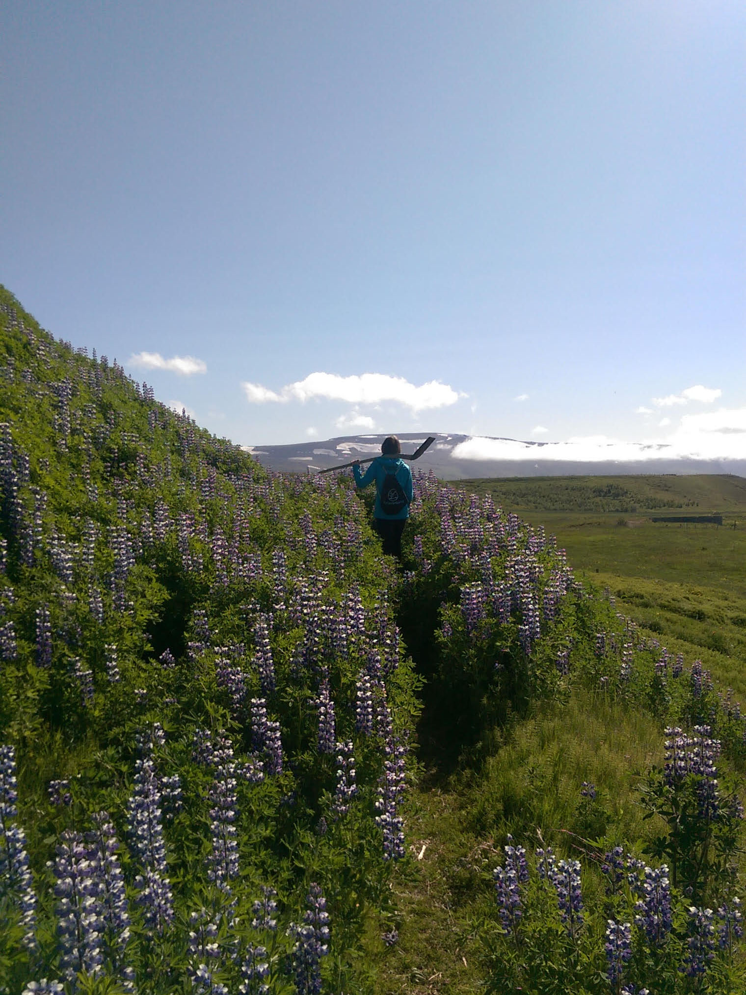 Walking through the Lupine flowers to get to a rhubarb plant