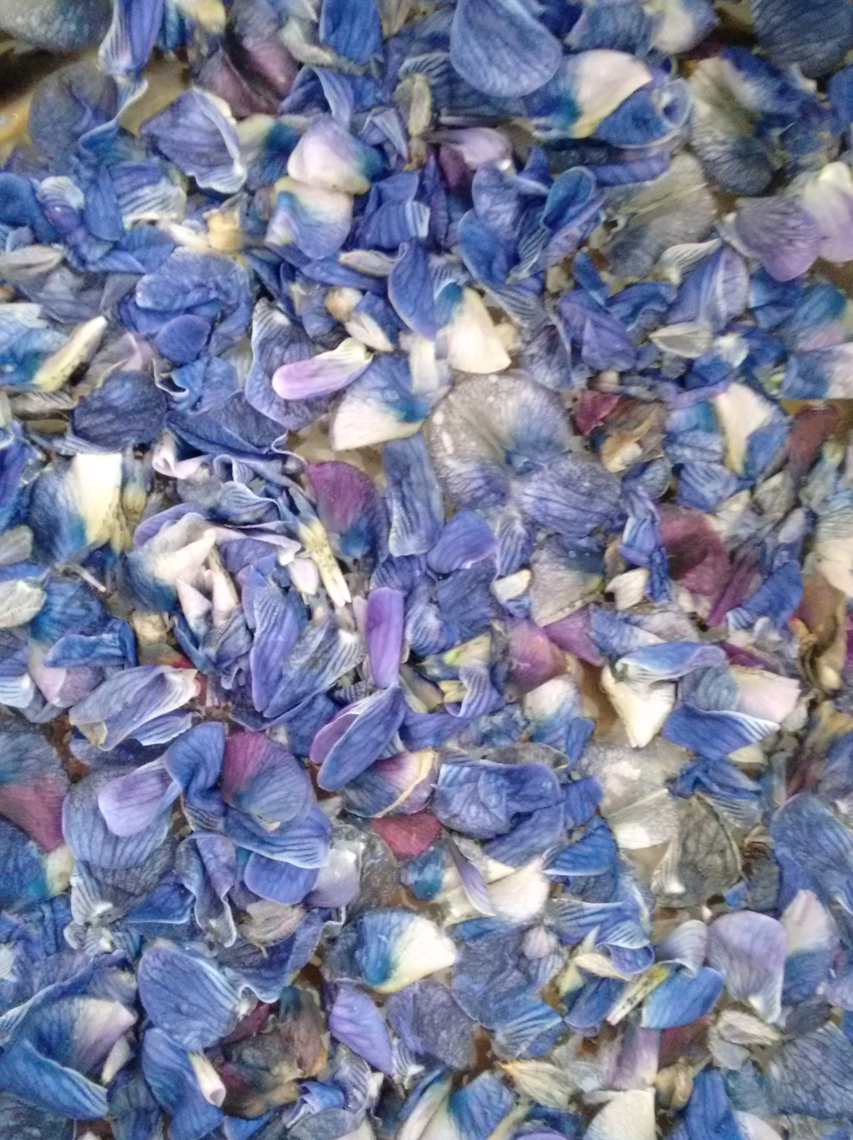Lupine petals ready to become a yellow dye