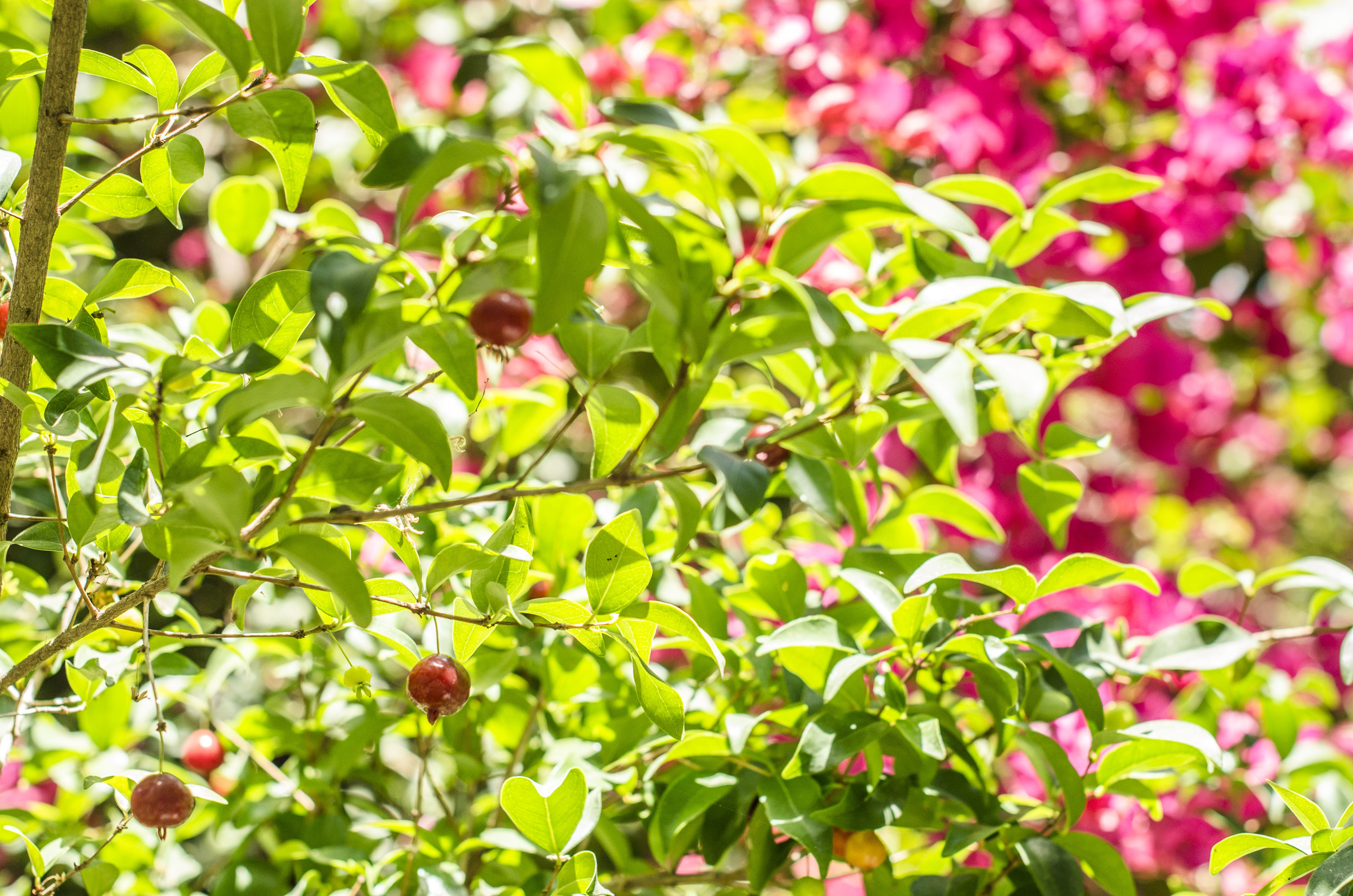 The Pitango tree, and the Bougainvillea in the background