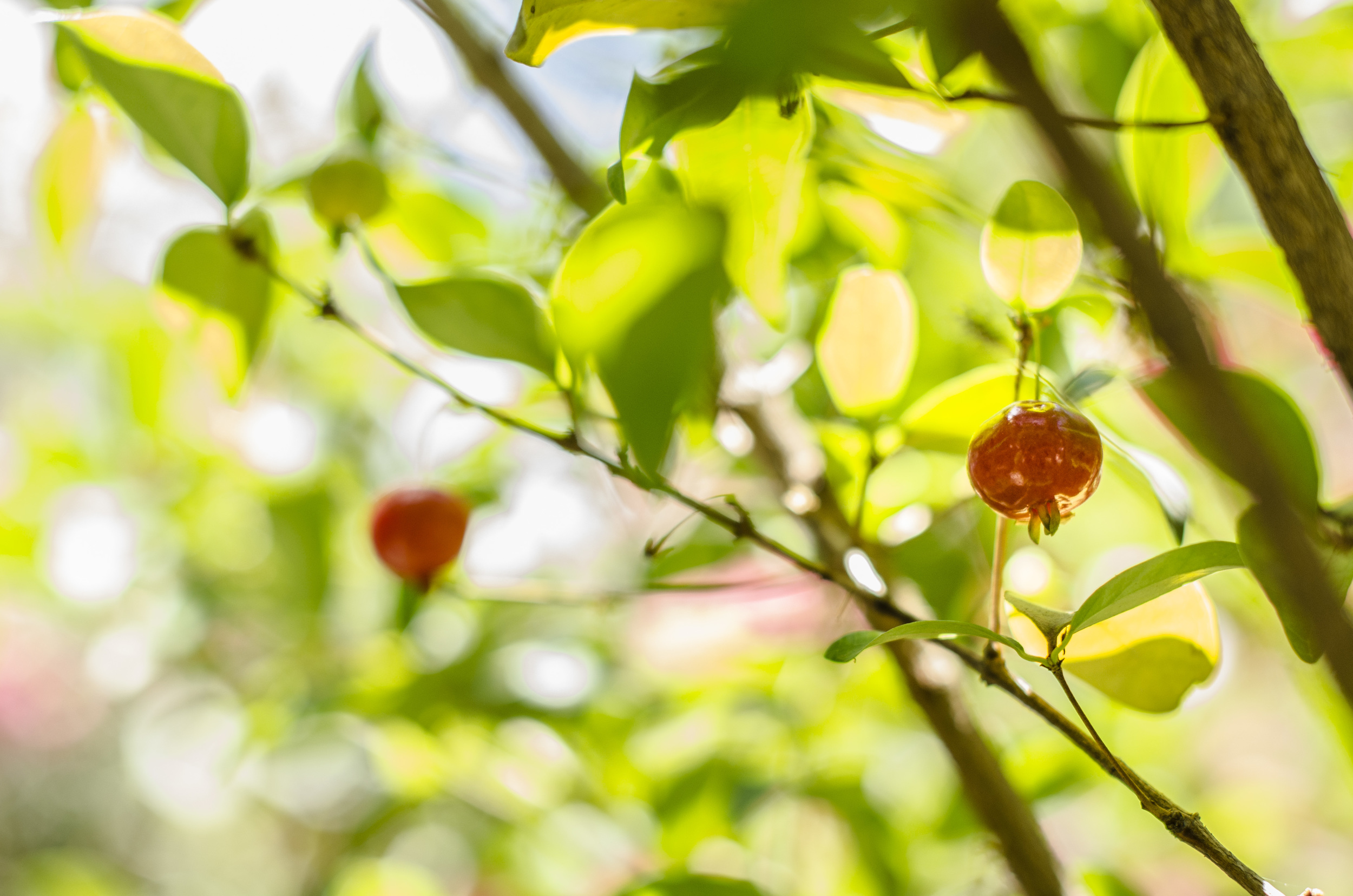The Pitango fruits