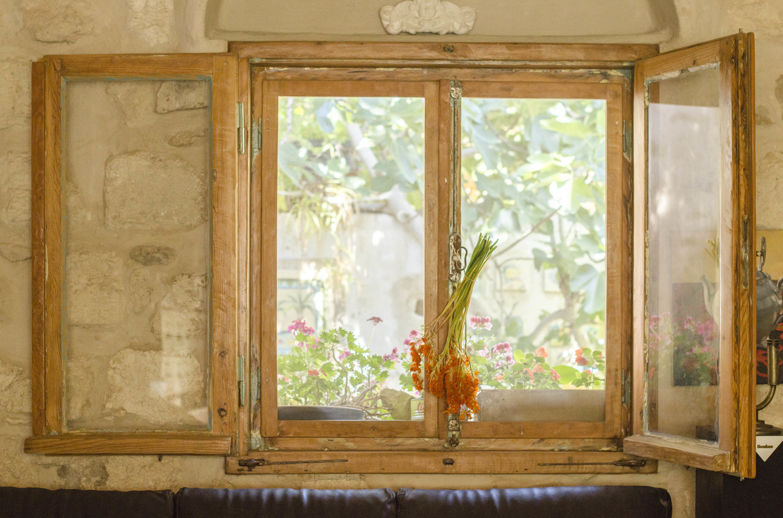 A dried orange Ornithogalum hanged on the living room window. 