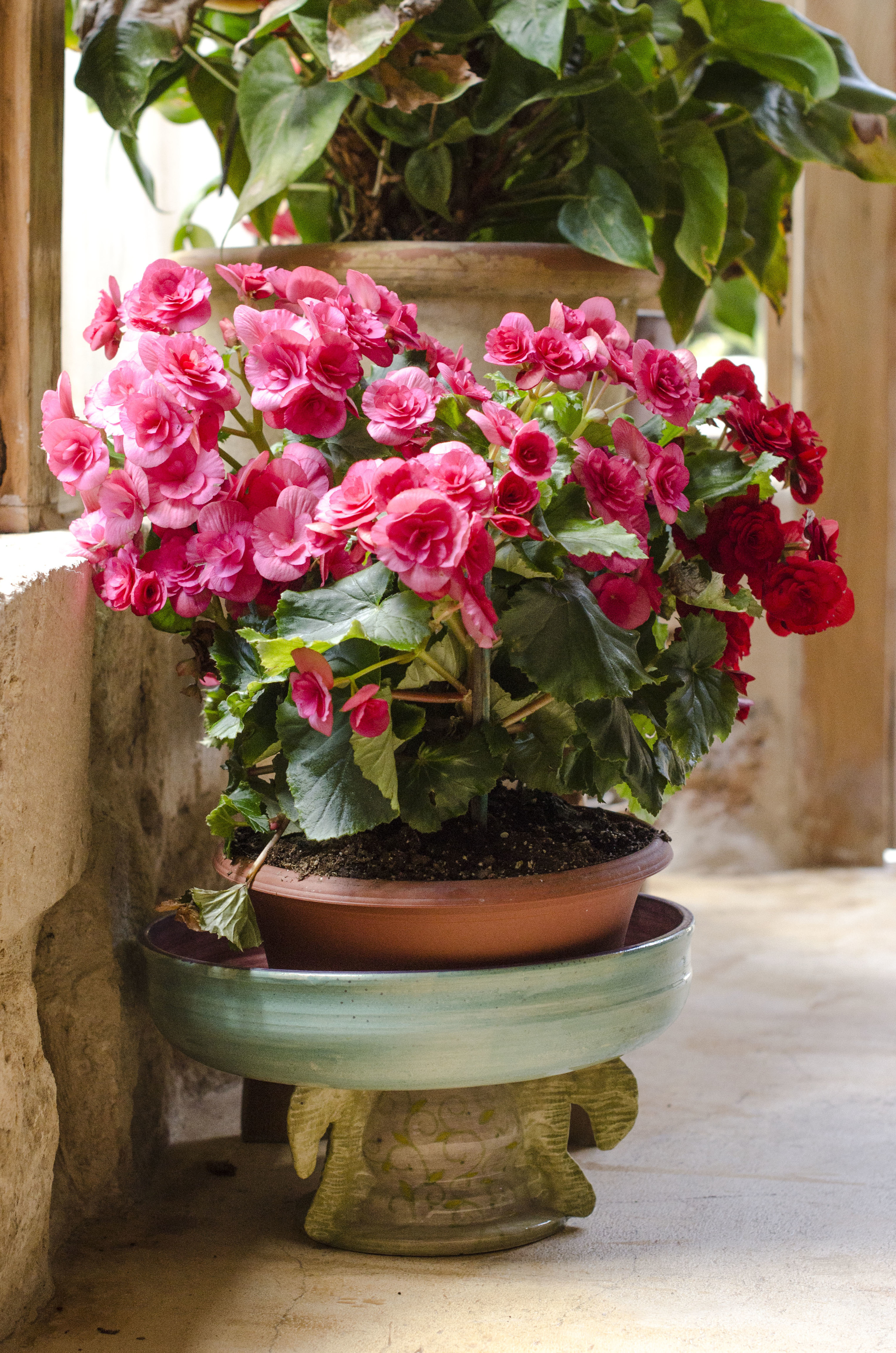 Pink & Red Begeonia 