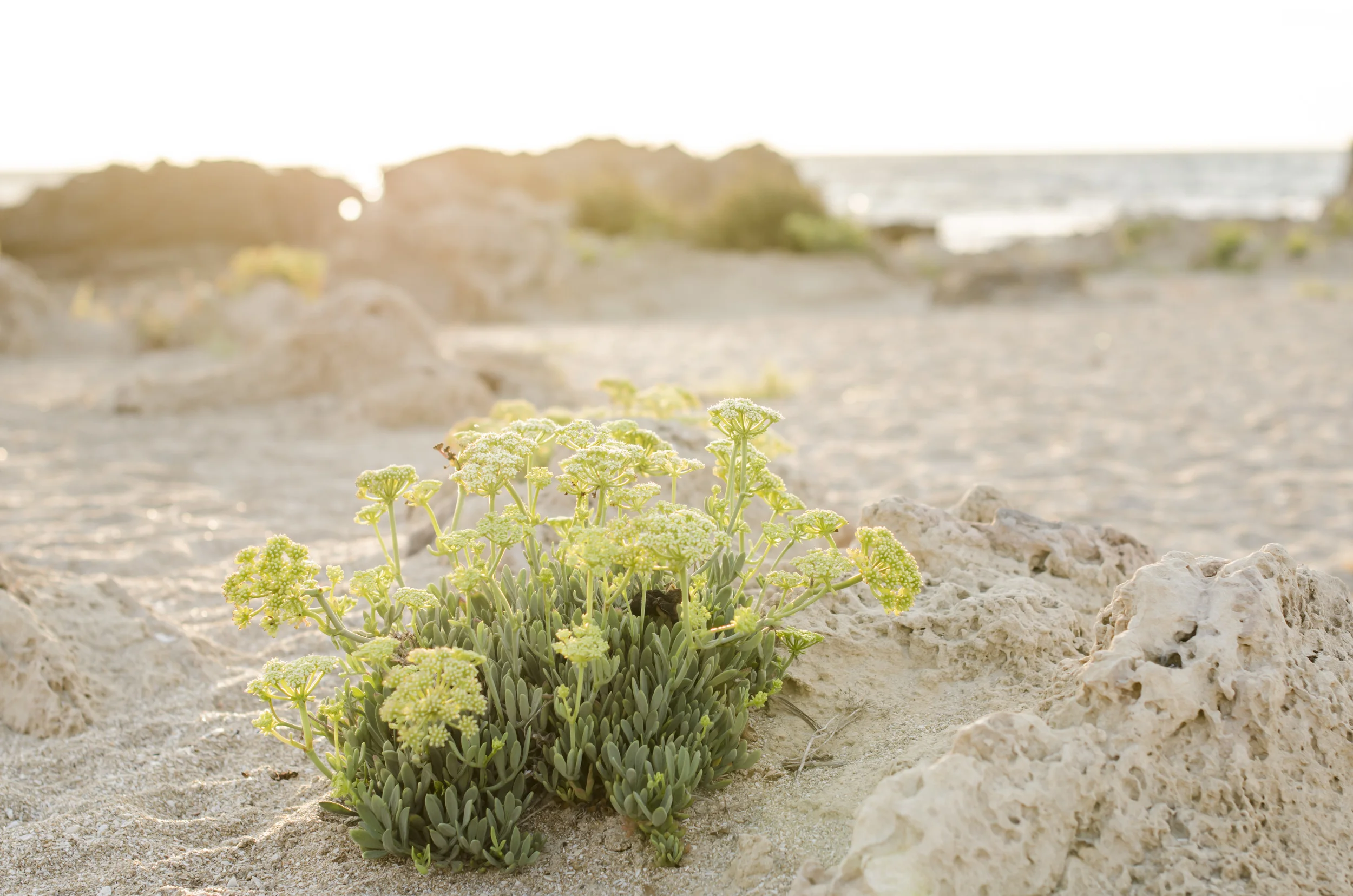 Fennel