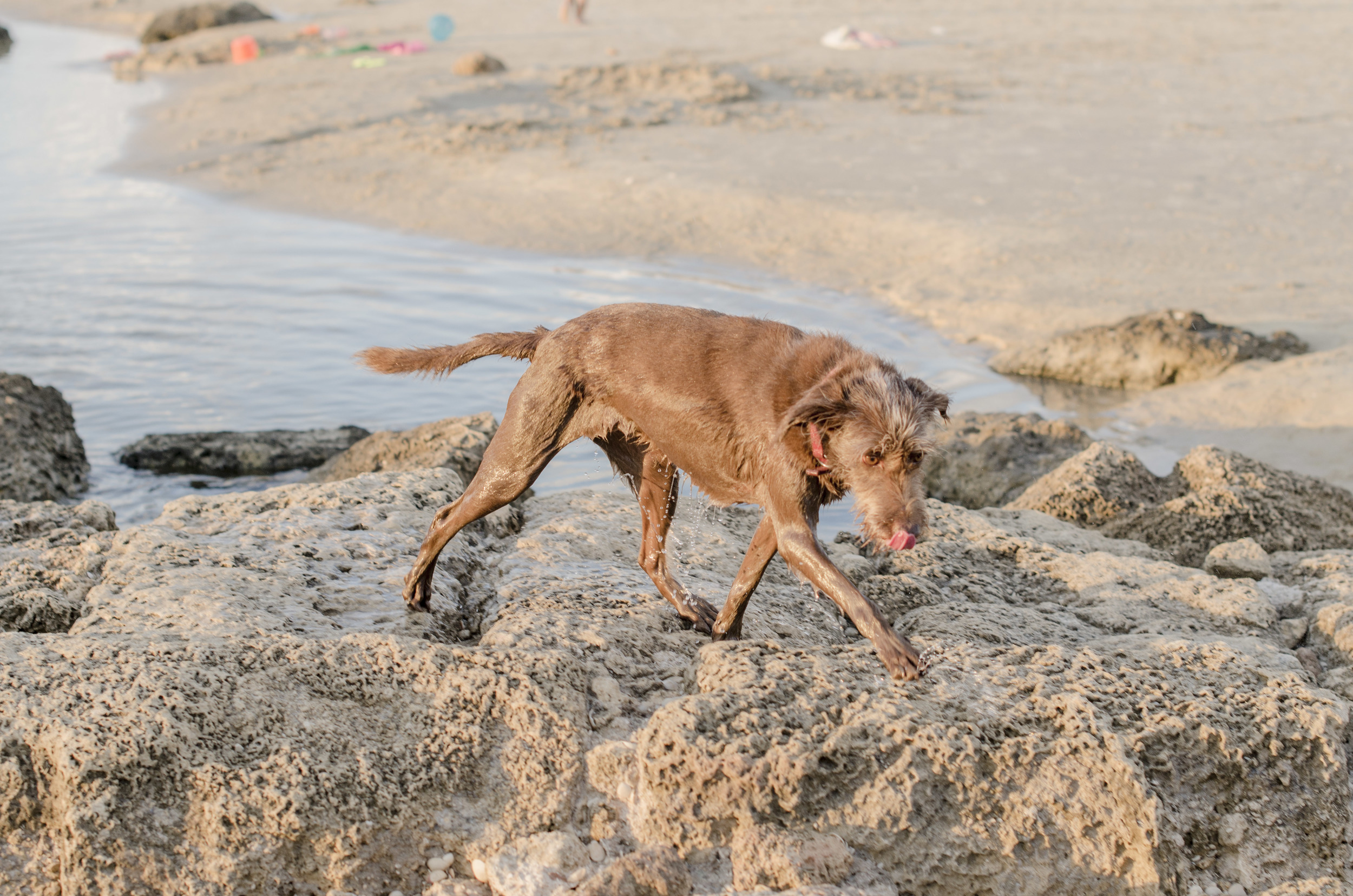 After a swim, wet & happy!