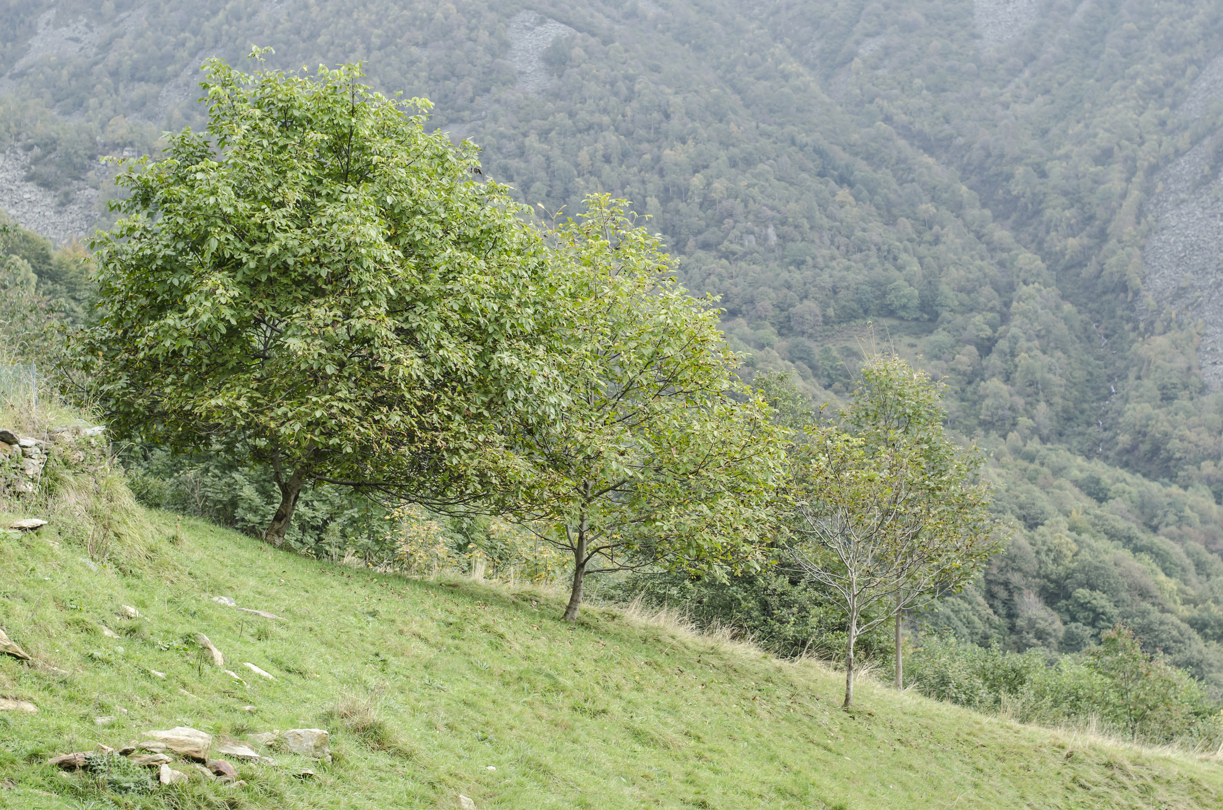 Walnut Trees