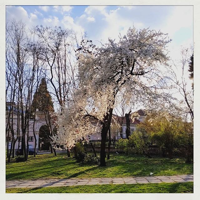 Almond tree blossom and beautiful light at Sofia streets💖

#Sofia #sofiastreets #almondtree #blossom #flowers #grass #oldcity #city #citycenter #sofiacity #sofiabulgaria #light #sunlight #travel #lametayel #למטייל #spring #springiscoming #nature #ci