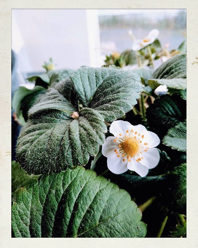 This morning in our balcony garden 💖
Strawberries, blossom and Kalas. 
#garden #balcony #balconygarden #blossom #strawberry #strawberries #green #flower #inthesun #Israelisun #ig_israel #inmybalcony #teaching #gardening #home #myhouse #love #momandd