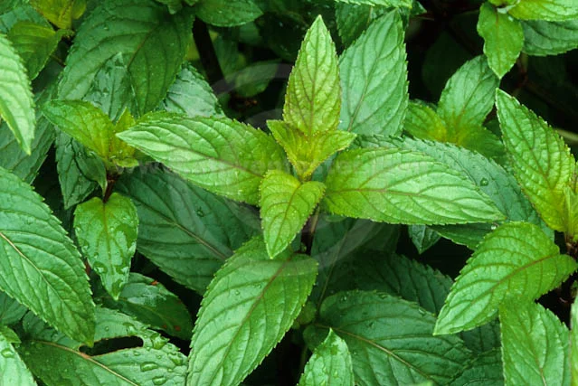 MENTA (MENTHA PIPERITA) FOTO: HTTP://WWW.STEVENFOSTER.COM/PHOTOGRAPHY/IMAGEVIEWSM/MENTHA/PIPERITA/MPV5-072810/CONTENT/MENTHA_PIPERITA_423426_LARGE.HTML
