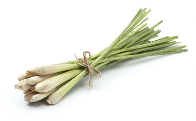 Citronella - Foto: http://alimentossaudaveis.net/beneficios-da-citronela/