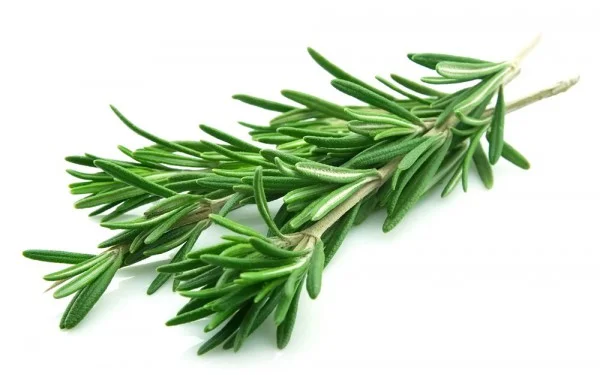 Foto: http://www.beaute-maison.fr/fiches-pratiques/soins-cheveux-maison/soin-des-cheveux-les-bienfaits-du-romarin/