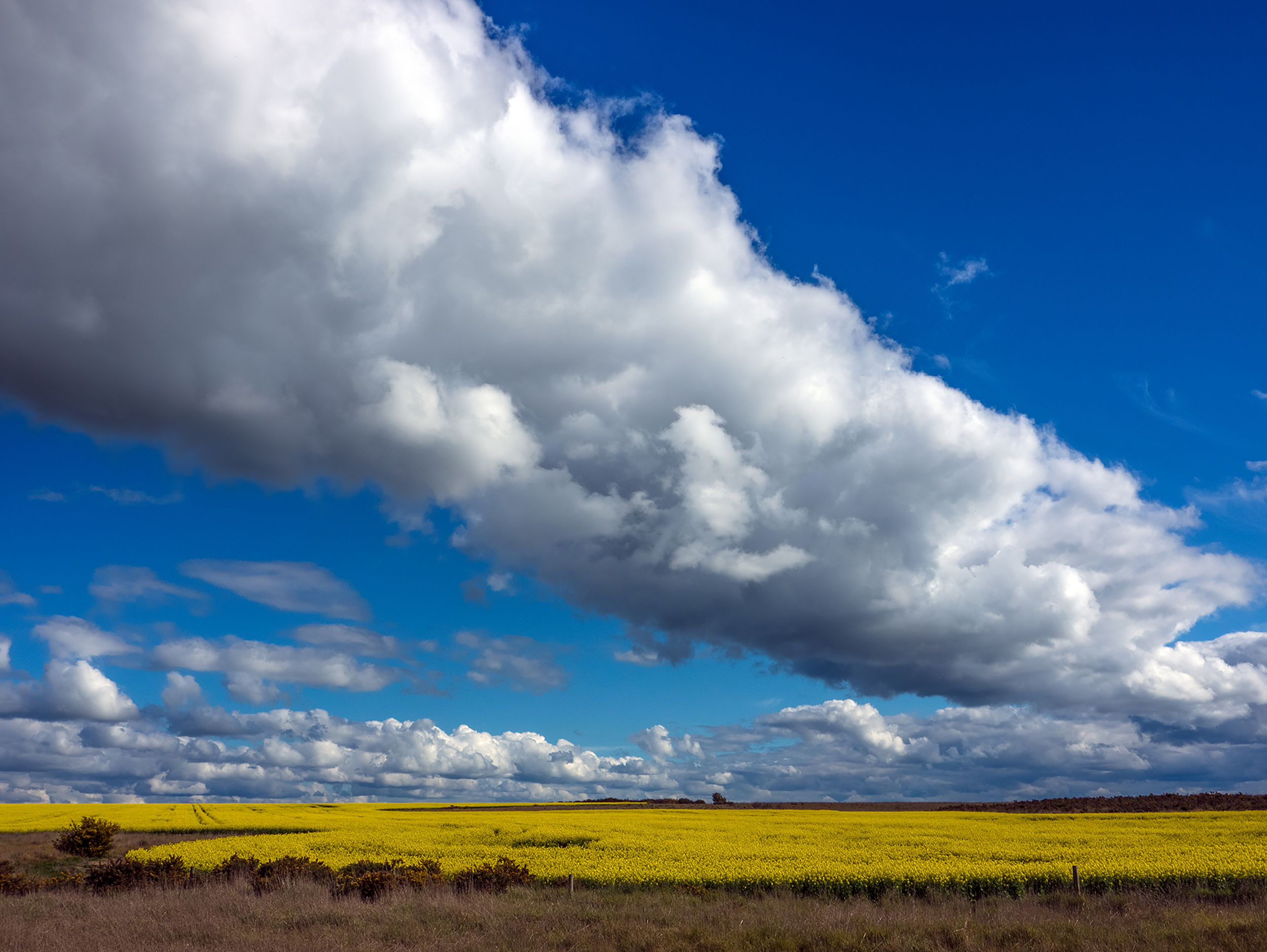 Cloud over Canola.jpg