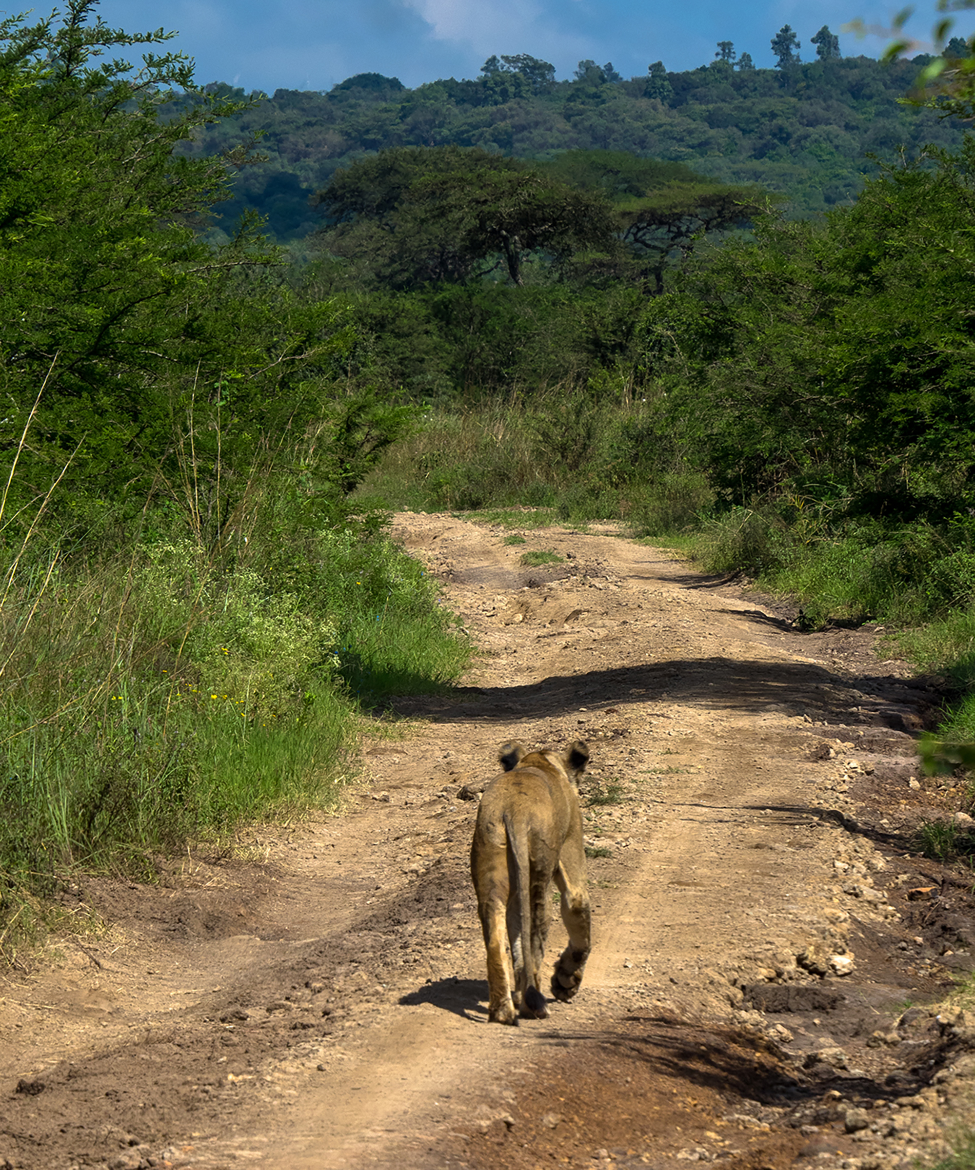 kenya8.jpg