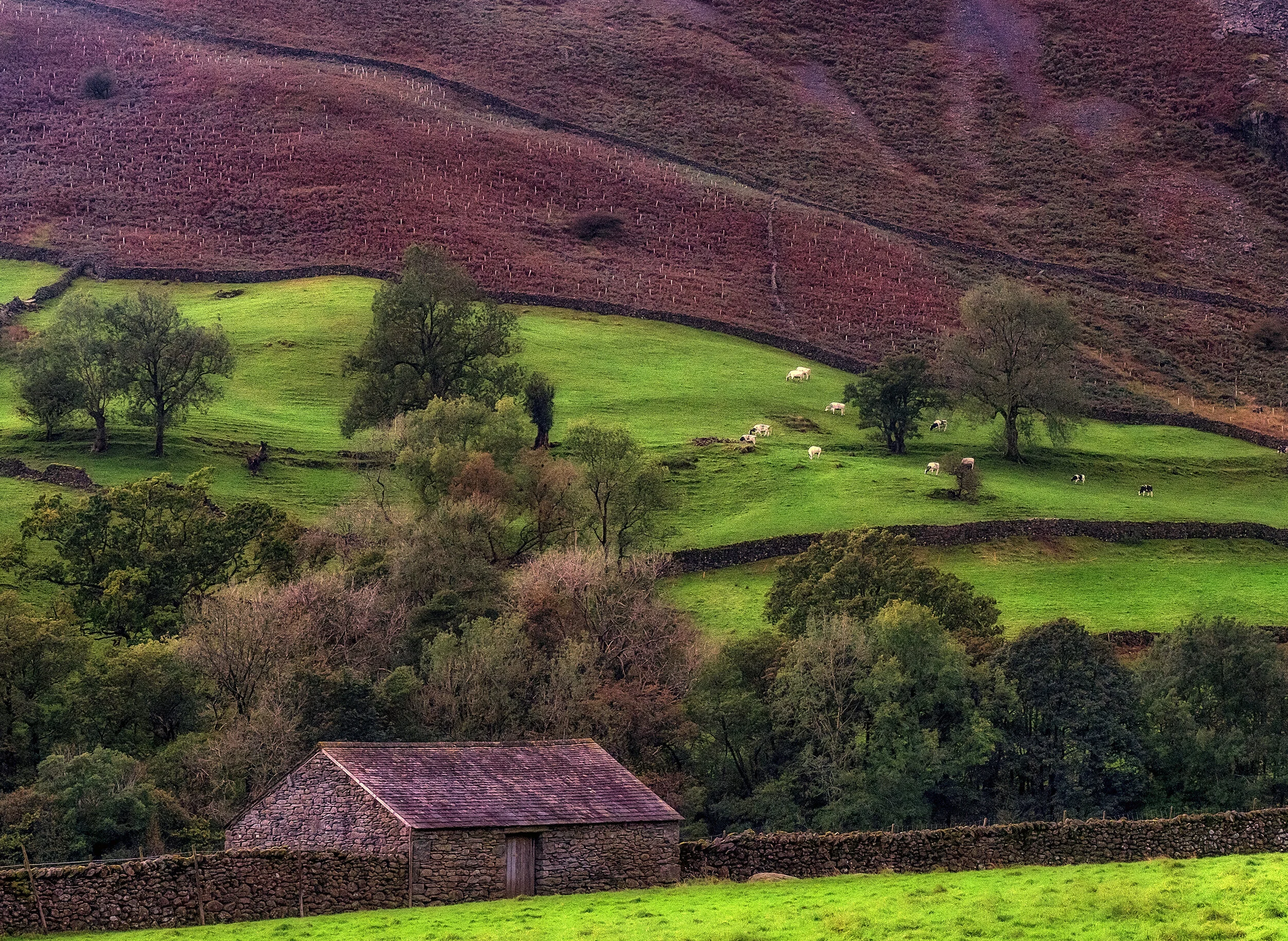Grasmere.jpg