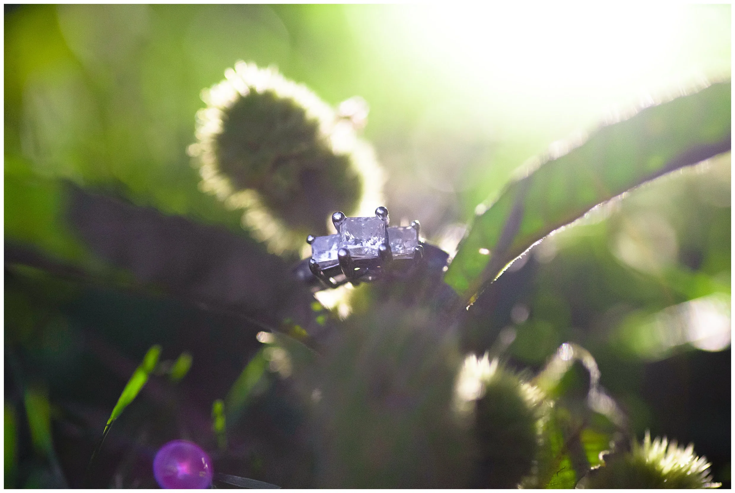 We were walking back to the car in the dark when I asked if I could try something a little different with their ring. I used my cell phone flash light and put it behind some pretty foliage I found along the path...loved the result!