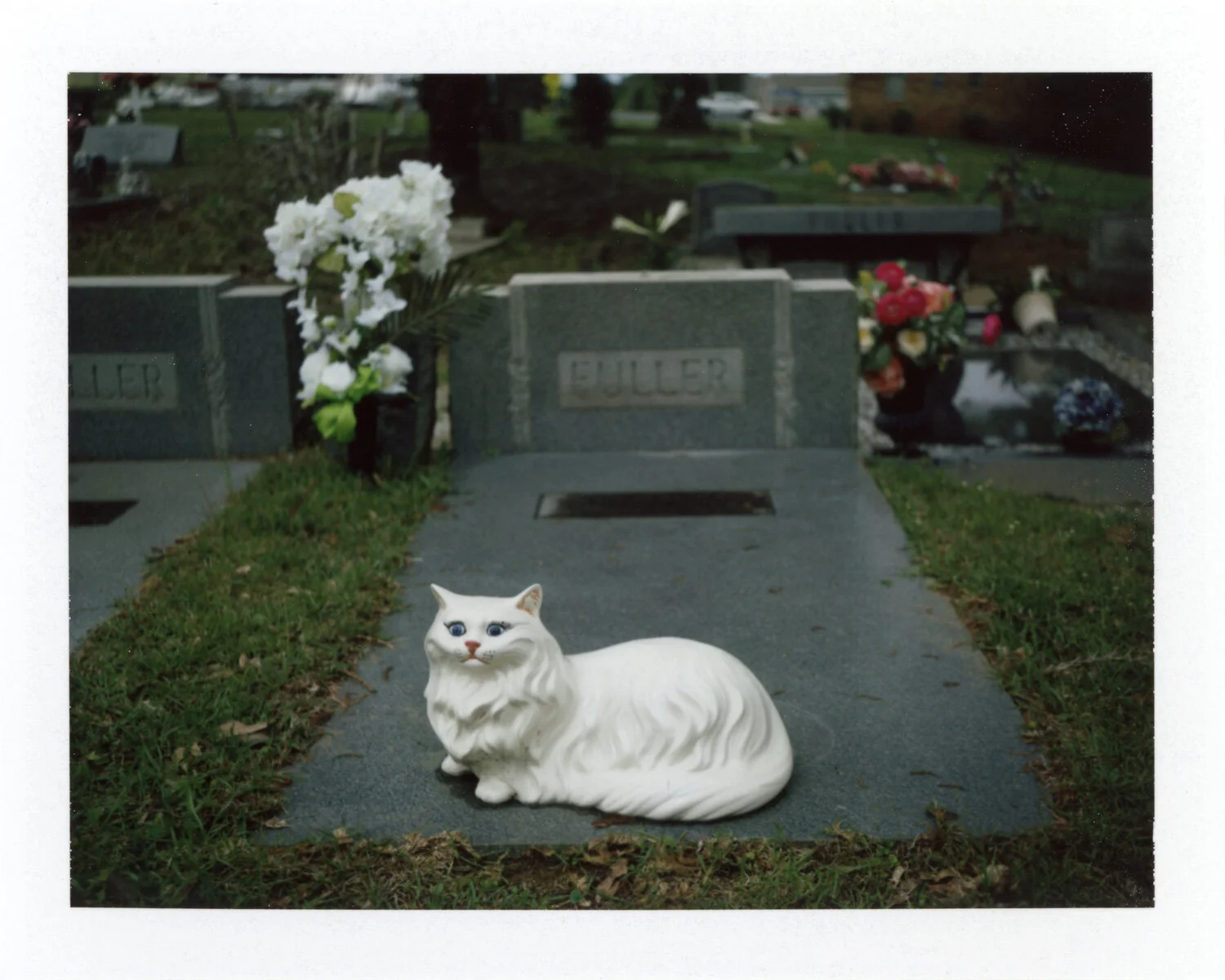 Graveyard Cat