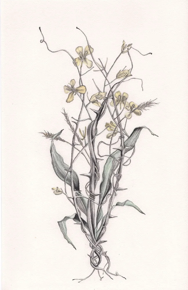 Mustard Flowers