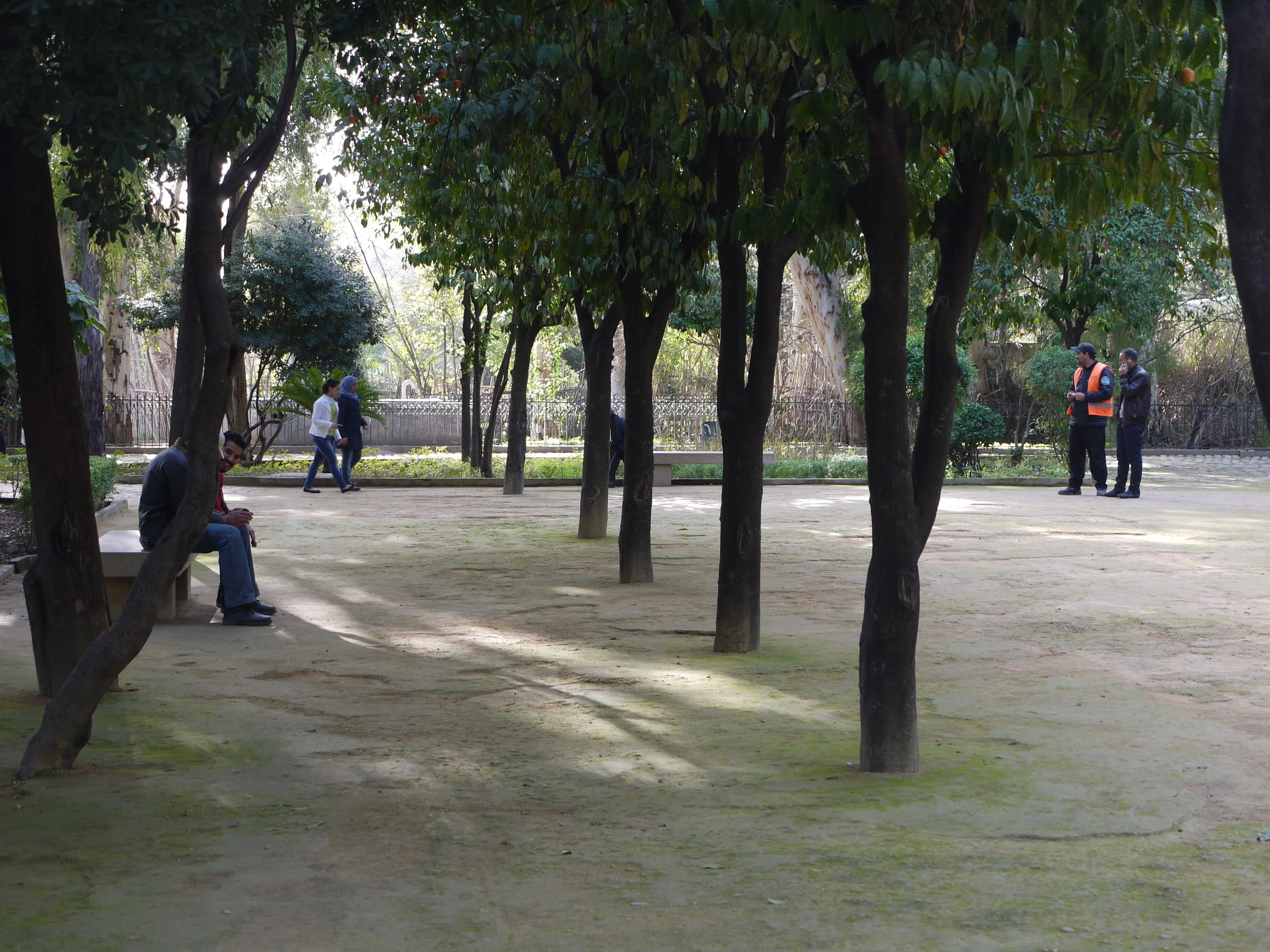 Orange trees in stone dust in Fez; made me think of the oaks soon to be planted on the picnic terrace at Fisher Hill!