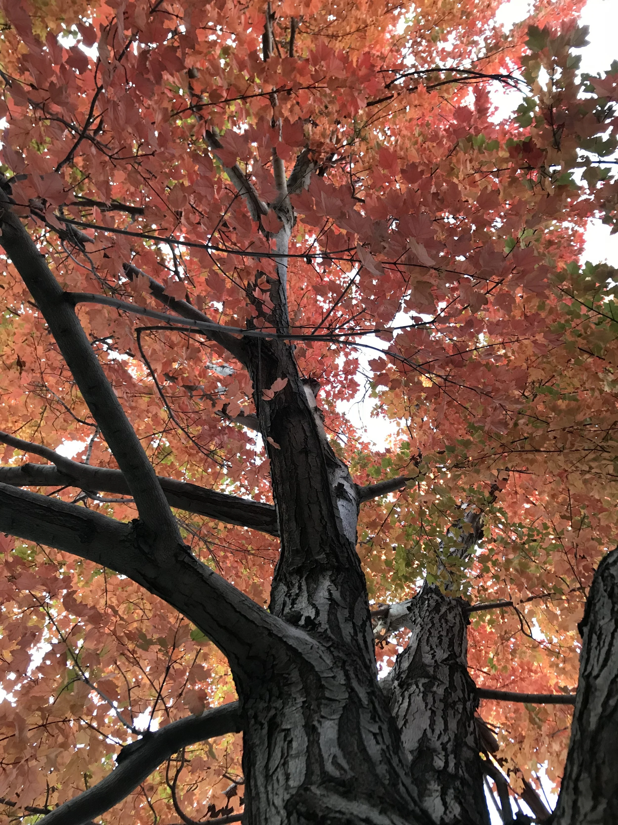 Photo Oct 21, 4 49 08 PM.jpg