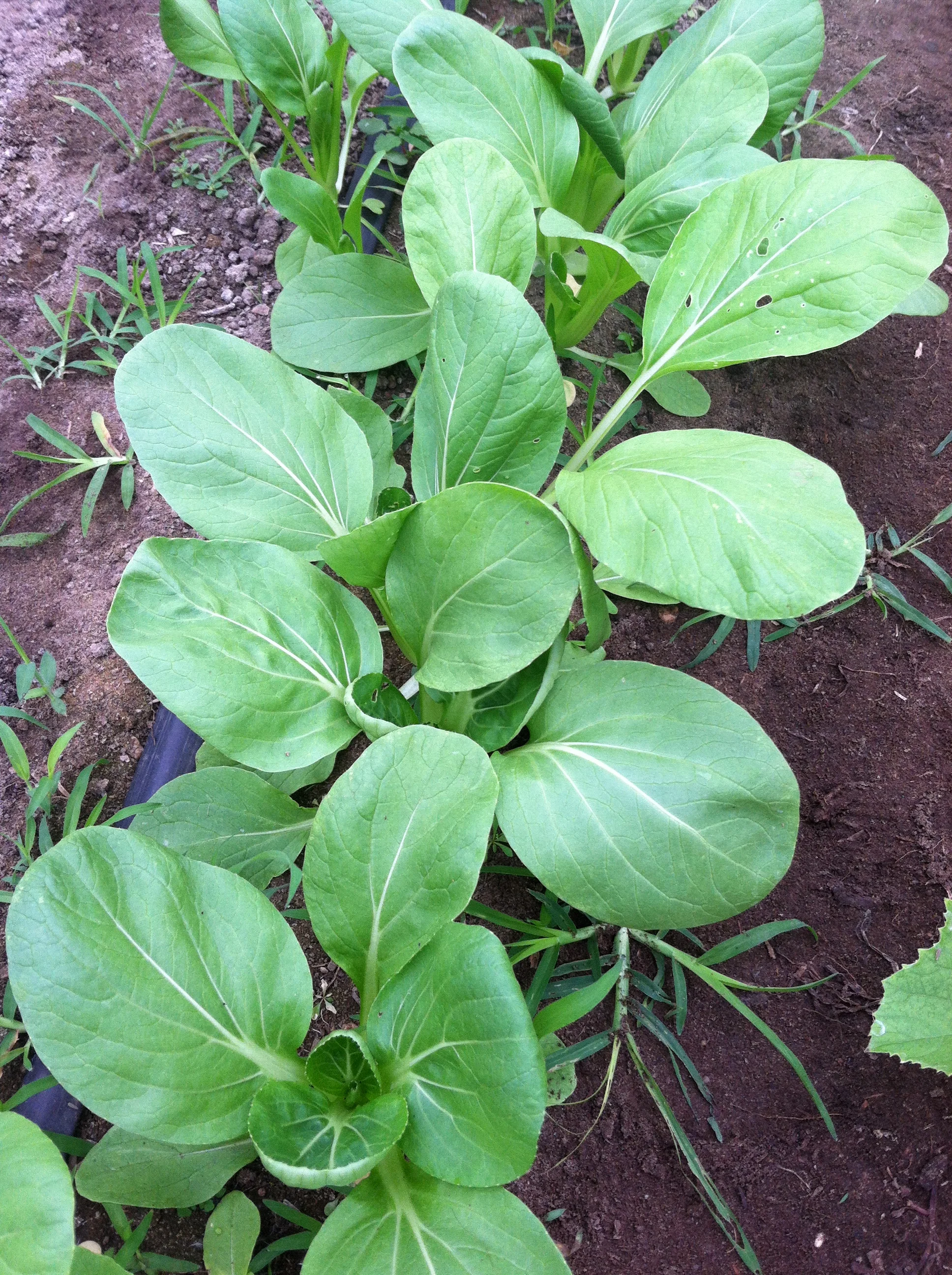 Transferred Jan 8 2014 047.JPG