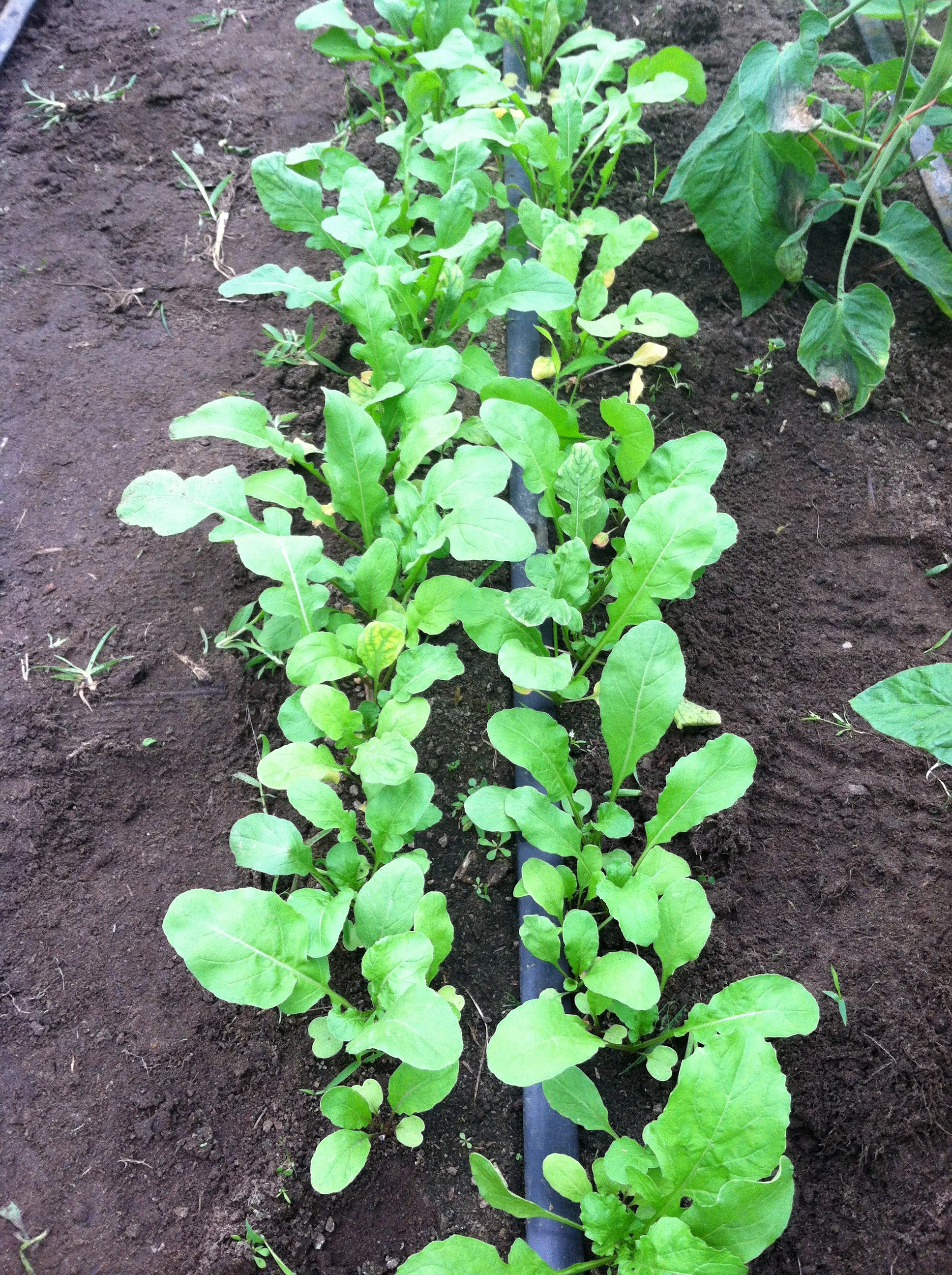 Transferred Jan 8 2014 048.JPG