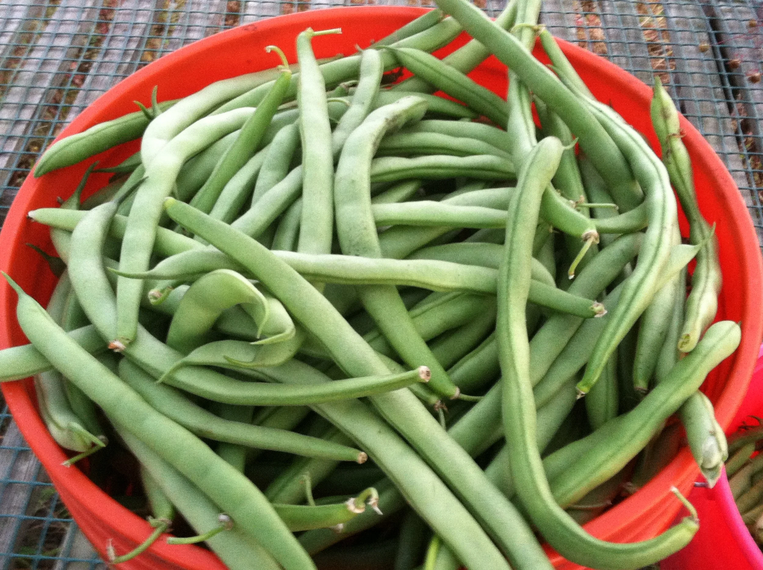 Transferred Jan 8 2014 031.JPG