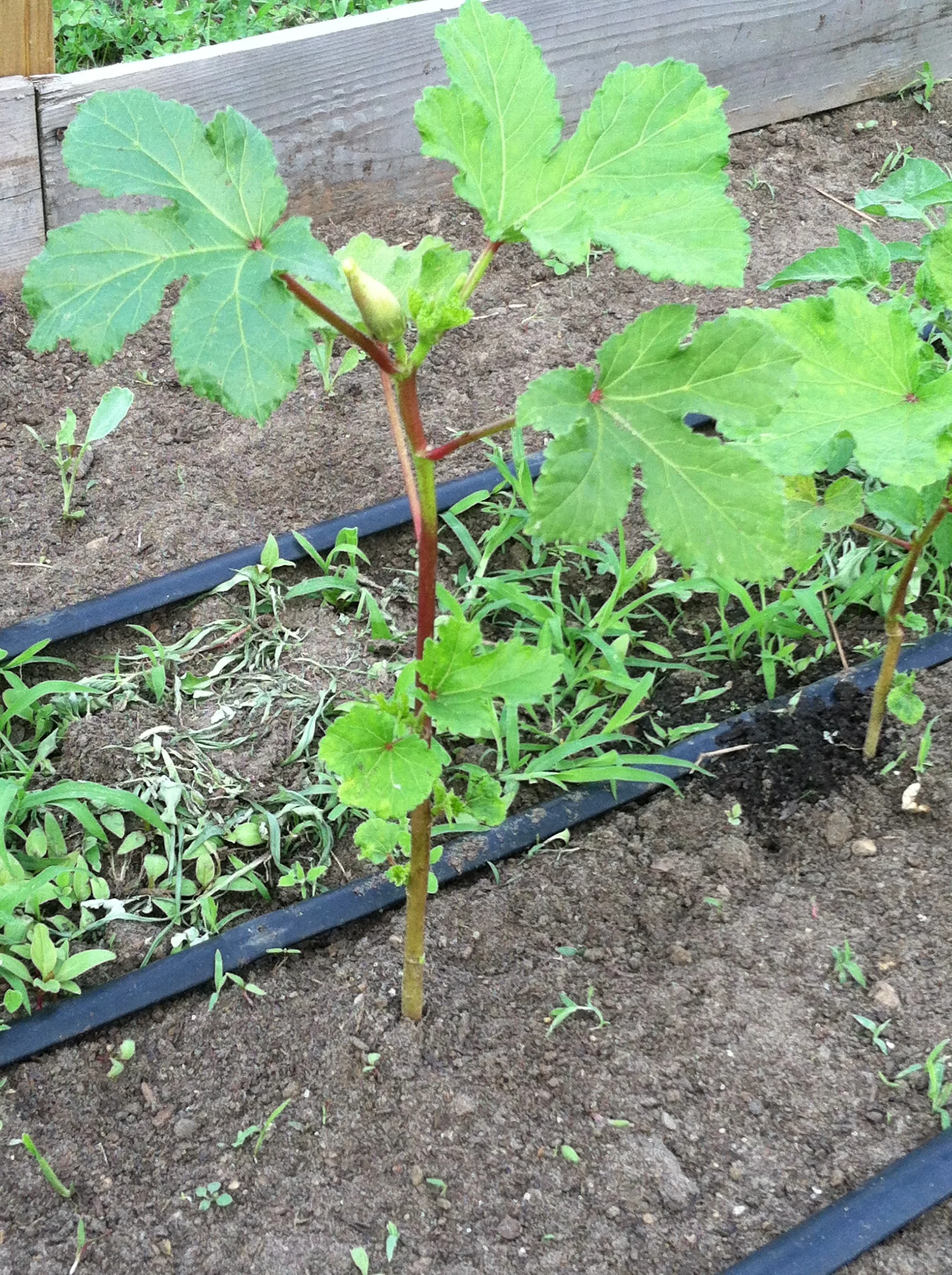 Okra - up close.JPG