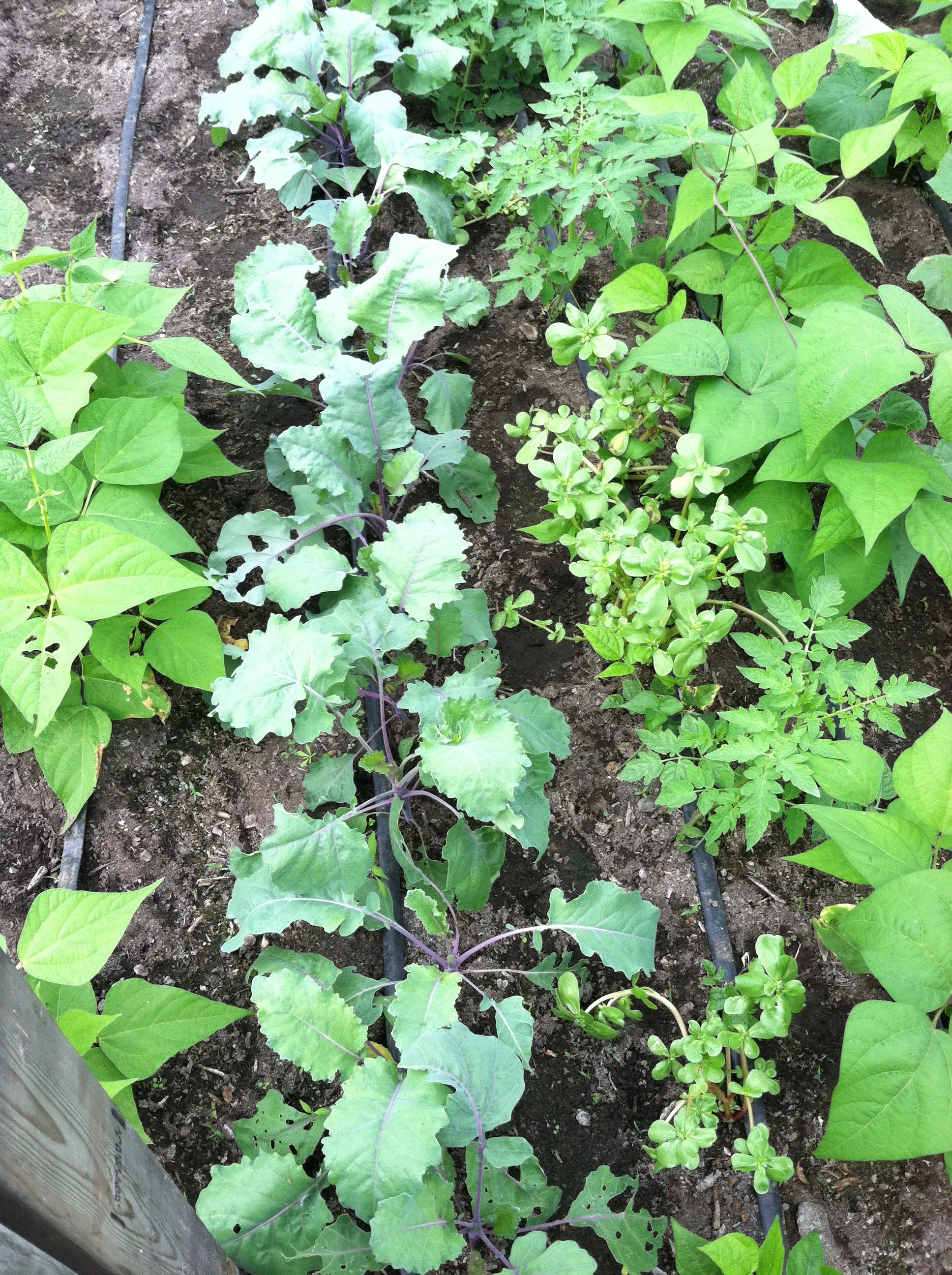 Kohlrabi - Early August.JPG