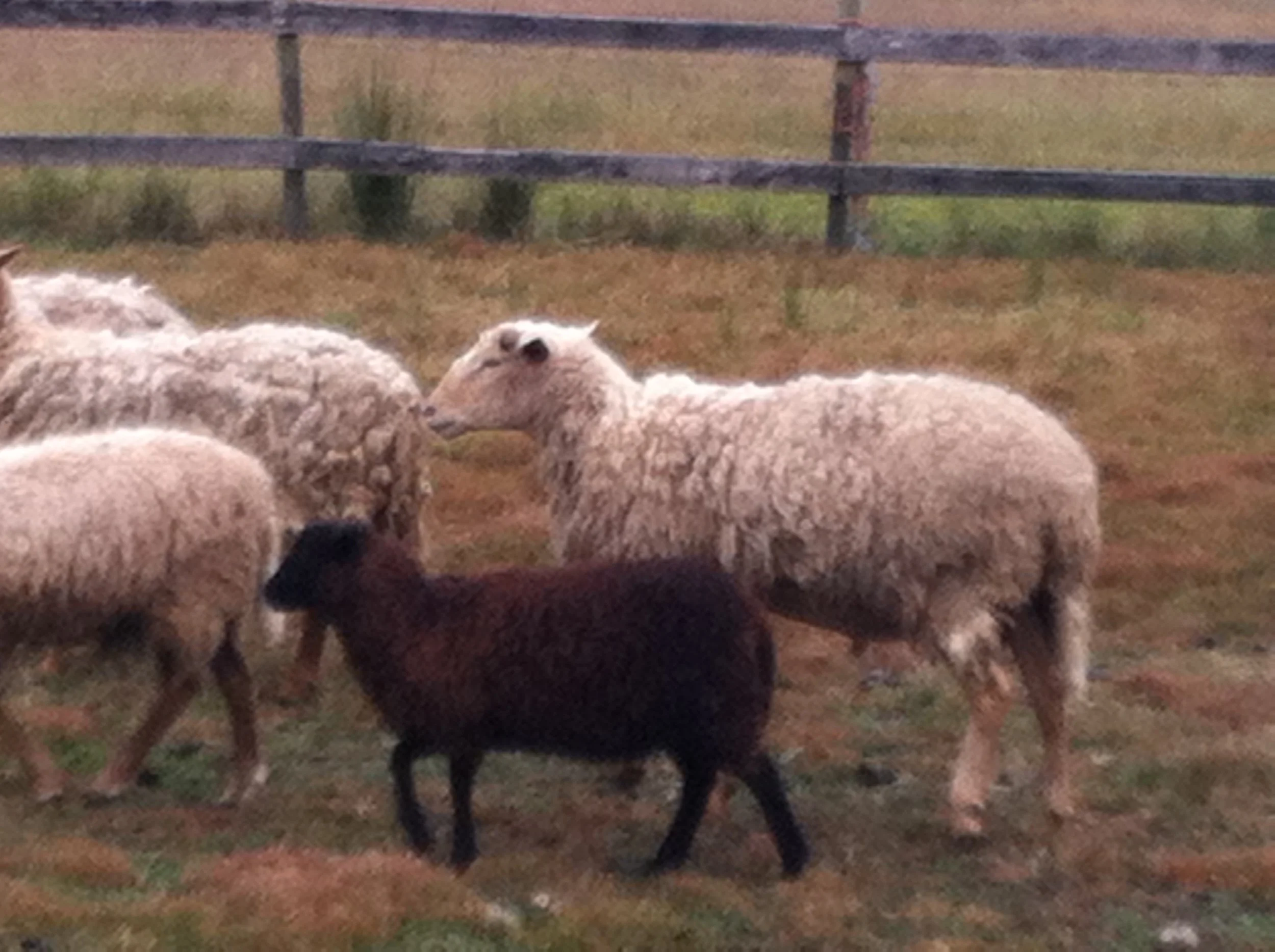 Transferred Jan 8 2014 034.JPG