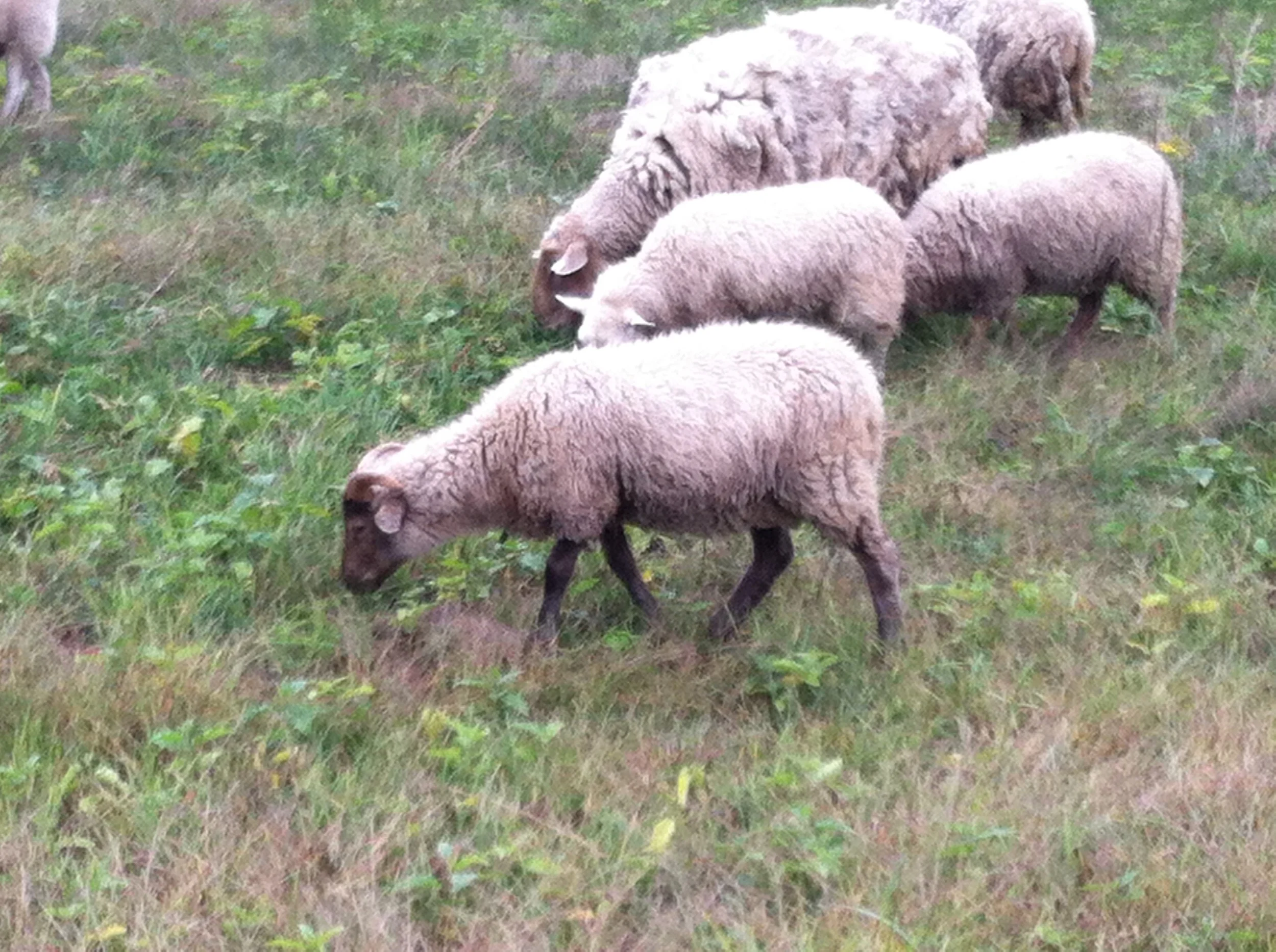 Transferred Jan 8 2014 045.JPG