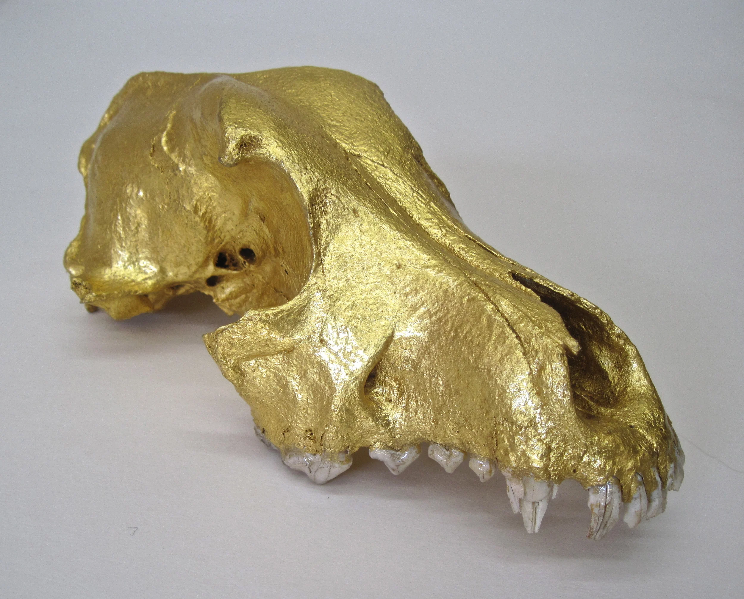 skull1.JPG