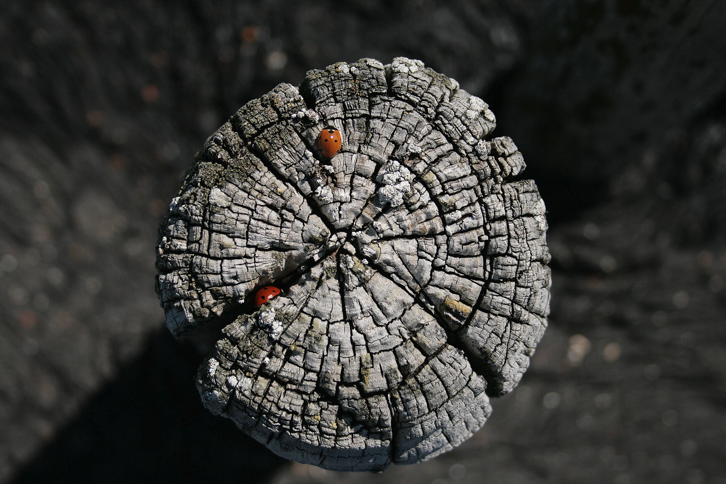 Ellewoutsdijk, Holland