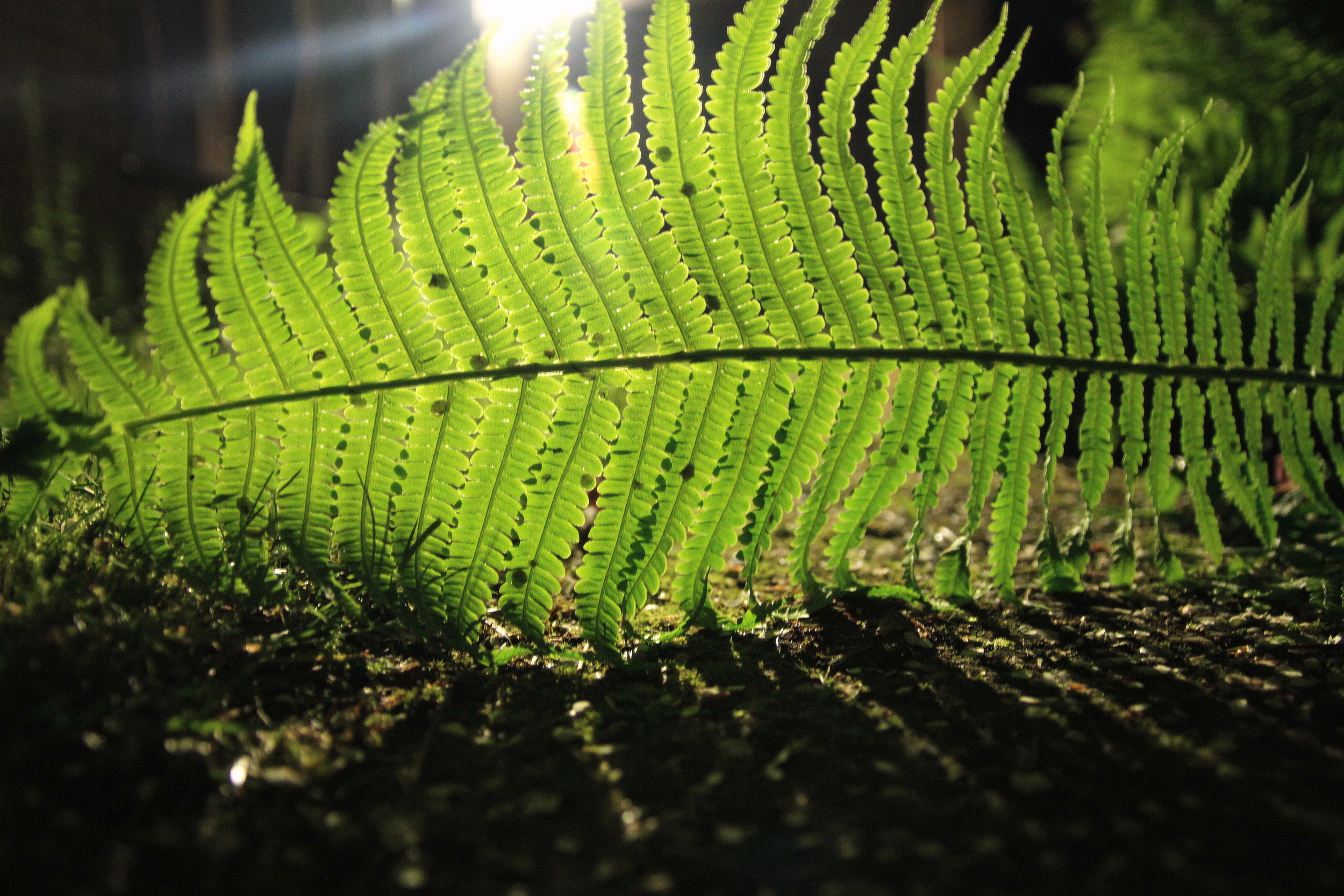 Aalden, Holland, may 2014