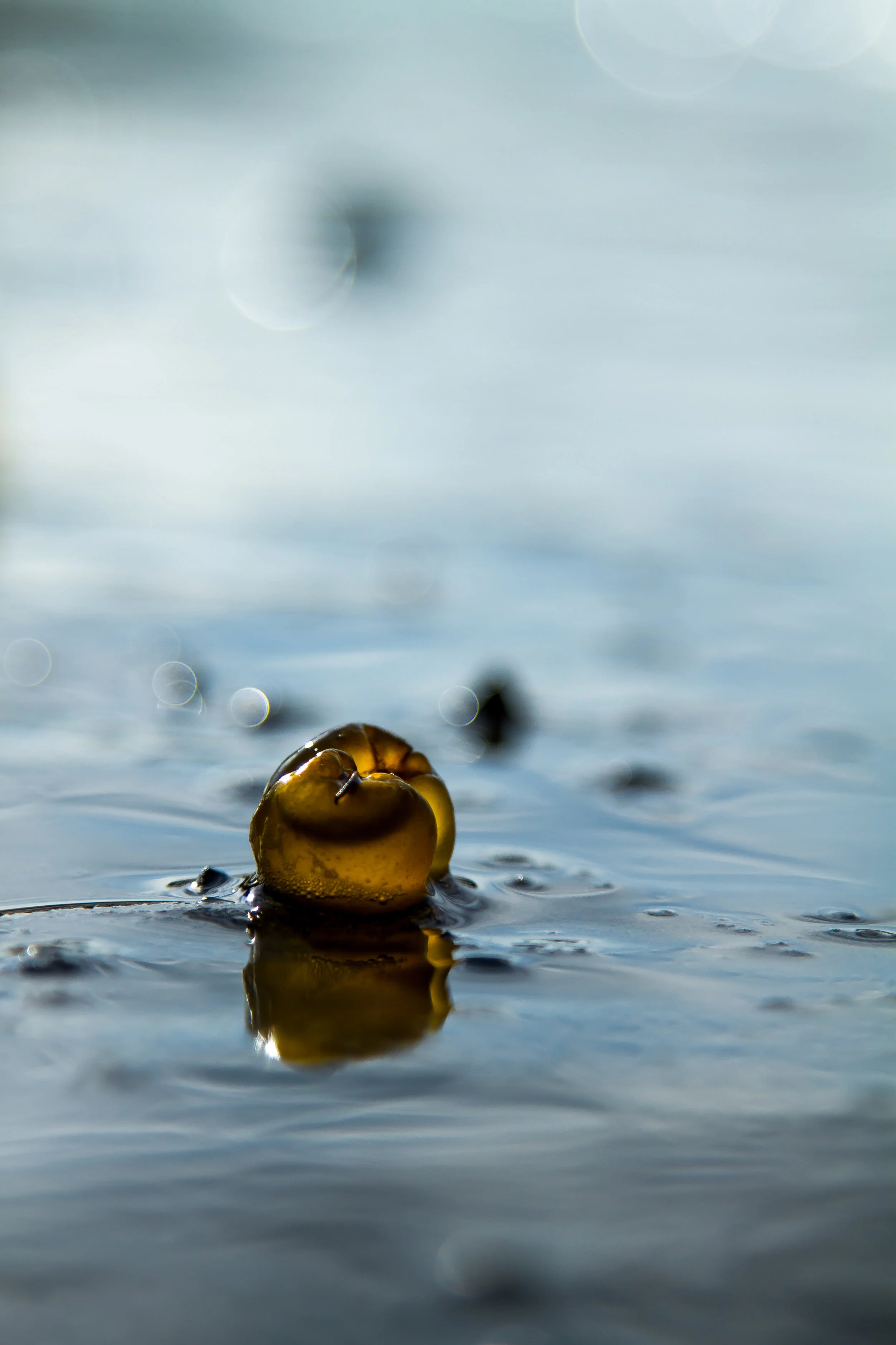 Scharendijke, Holland
